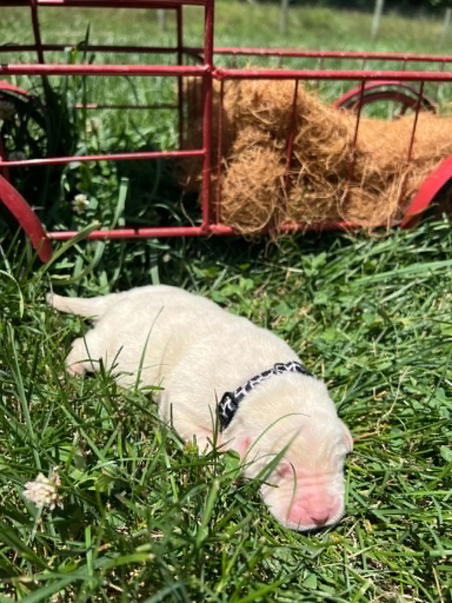 A purebred yellow Labrador Retriever puppy with a pink curtain and red rose flowers around him.