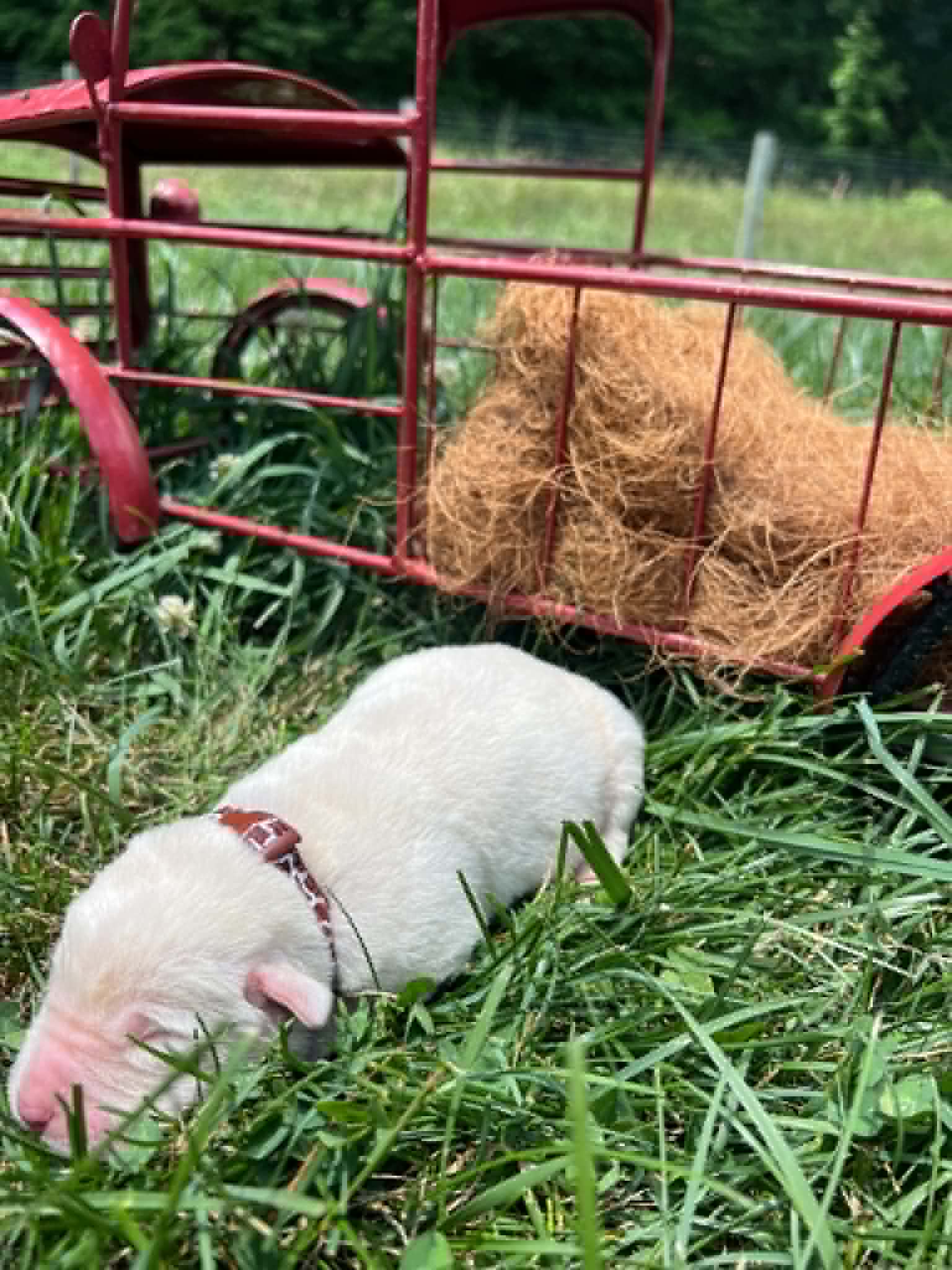 A purebred yellow Labrador Retriever puppy with a pink curtain and red rose flowers around him.
