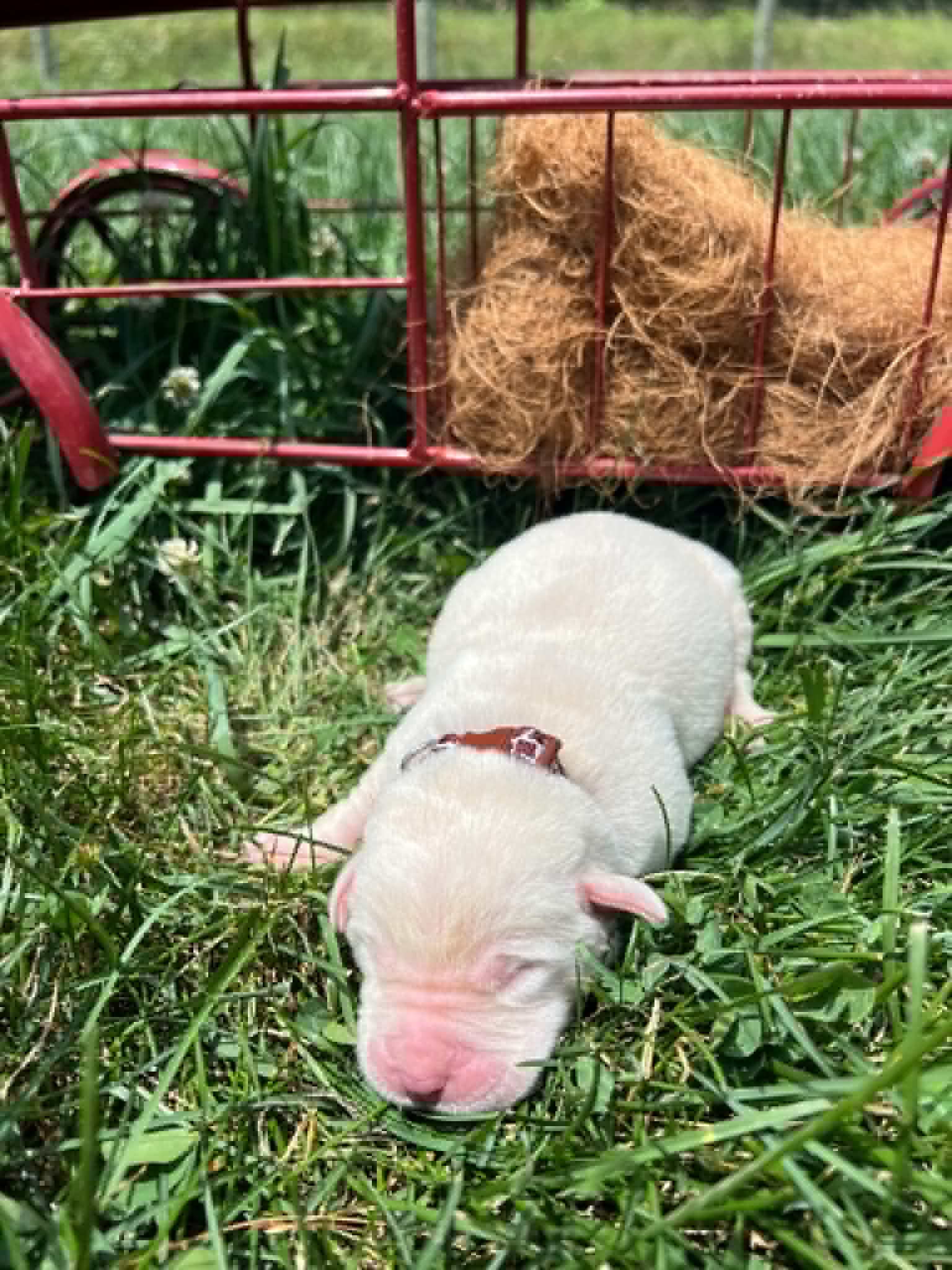 A purebred yellow Labrador Retriever puppy with a pink curtain and red rose flowers around him.