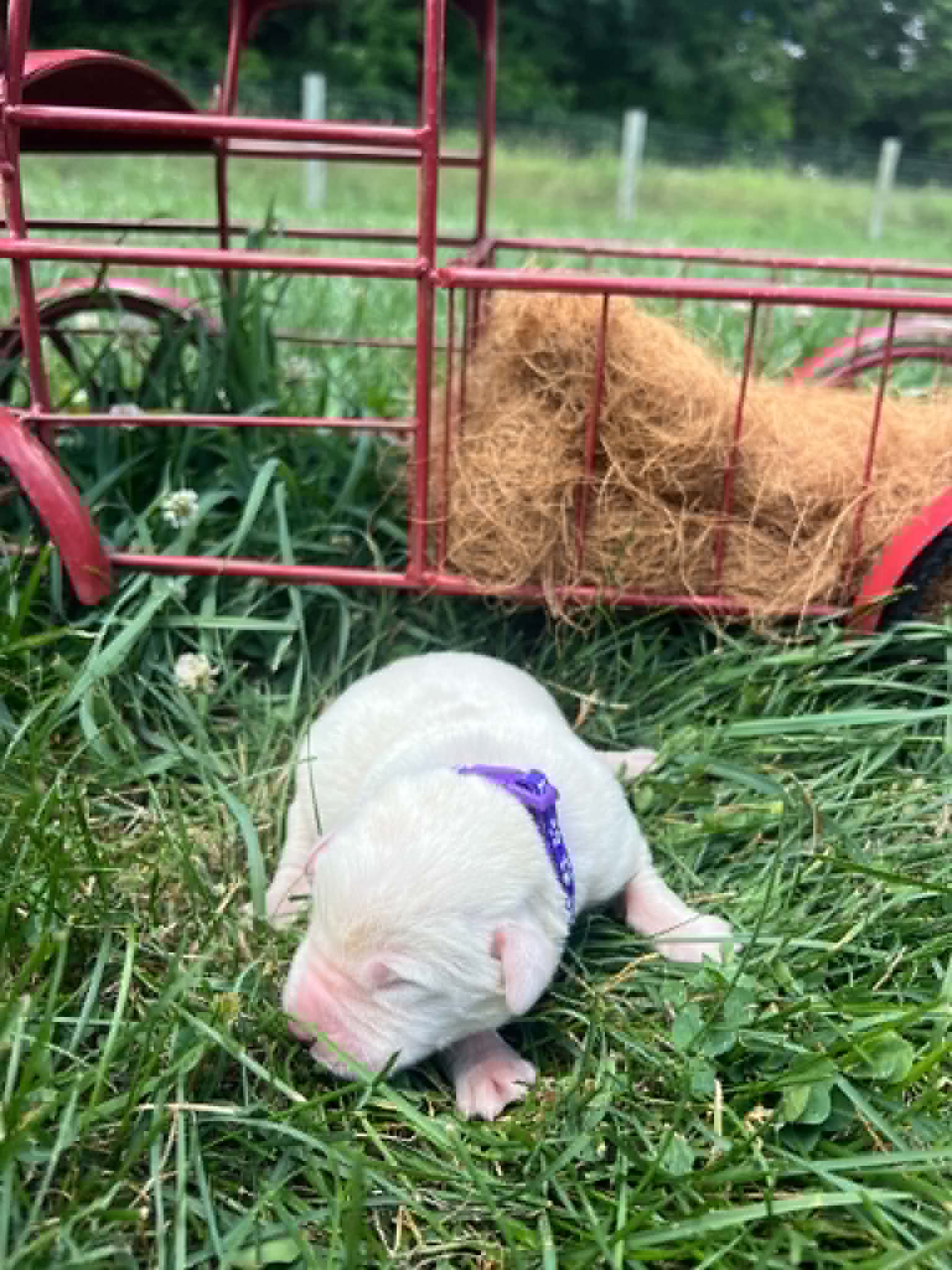 A purebred yellow Labrador Retriever puppy with a pink curtain and red rose flowers around him.