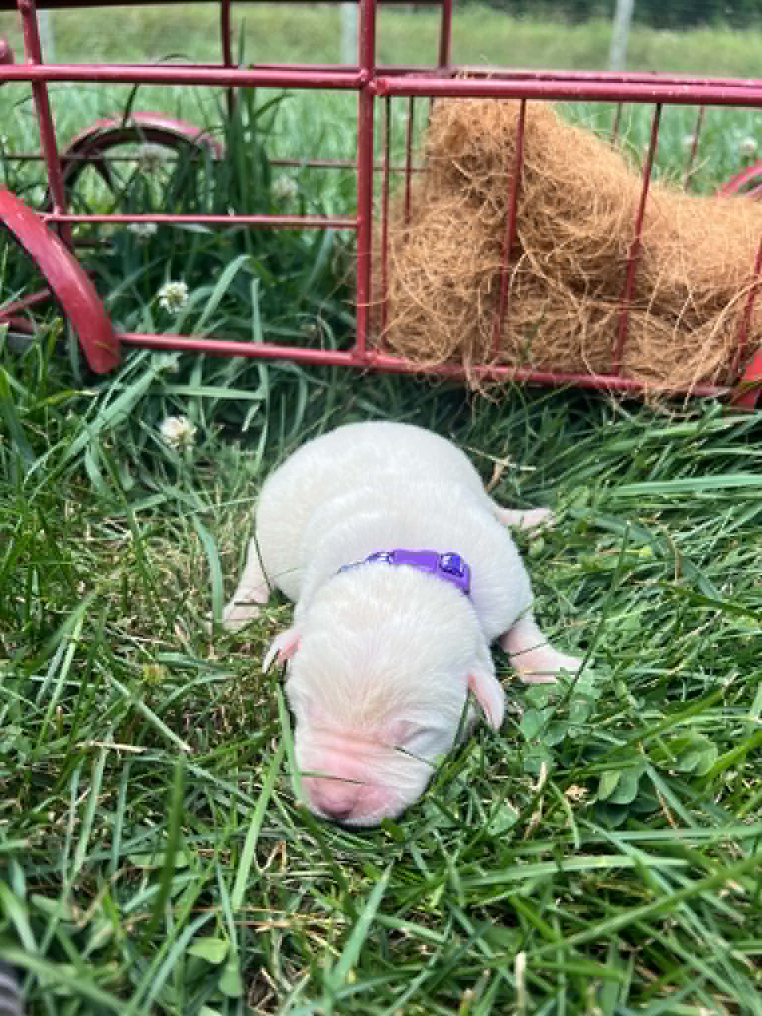 A purebred yellow Labrador Retriever puppy with a pink curtain and red rose flowers around him.