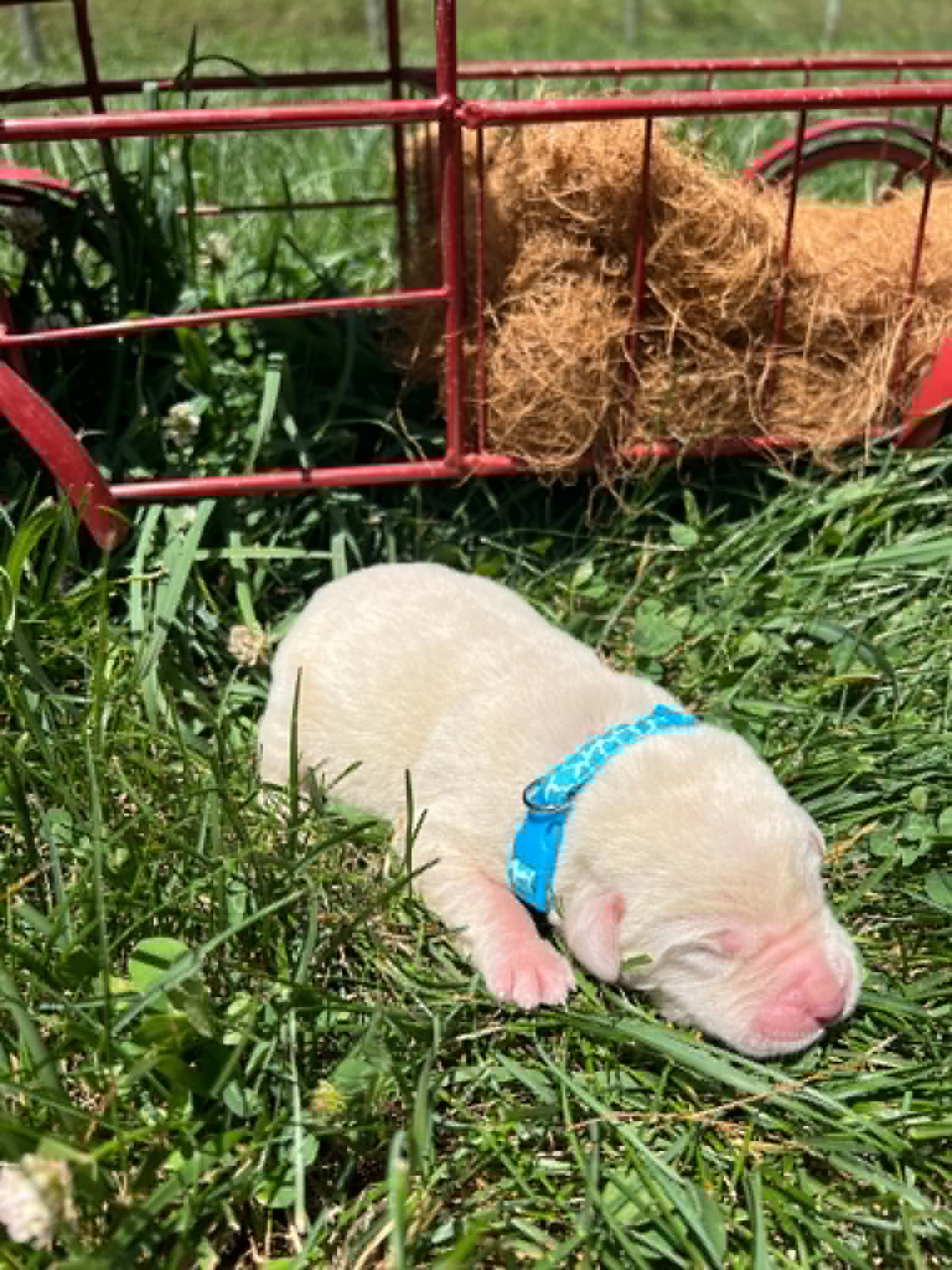 A purebred yellow Labrador Retriever puppy with a pink curtain and red rose flowers around him.