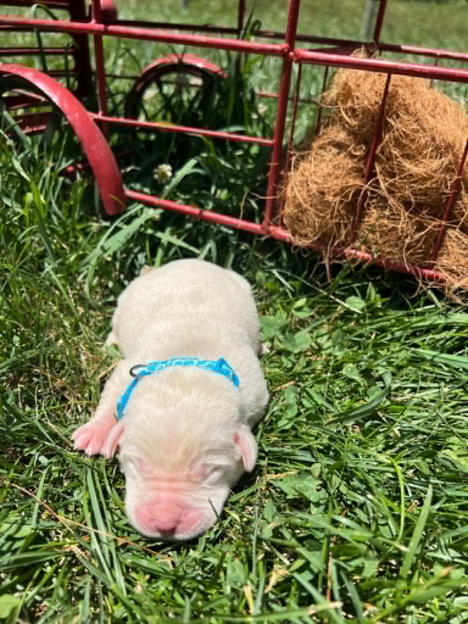 A purebred yellow Labrador Retriever puppy with a pink curtain and red rose flowers around him.
