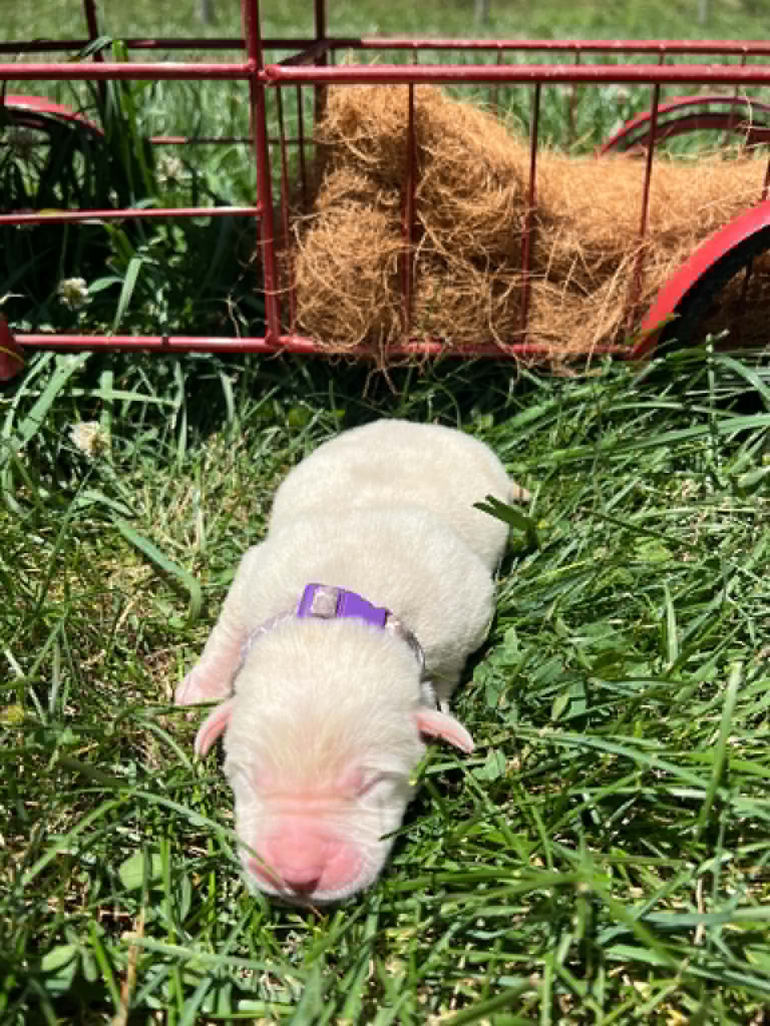 A purebred yellow Labrador Retriever puppy with a pink curtain and red rose flowers around him.