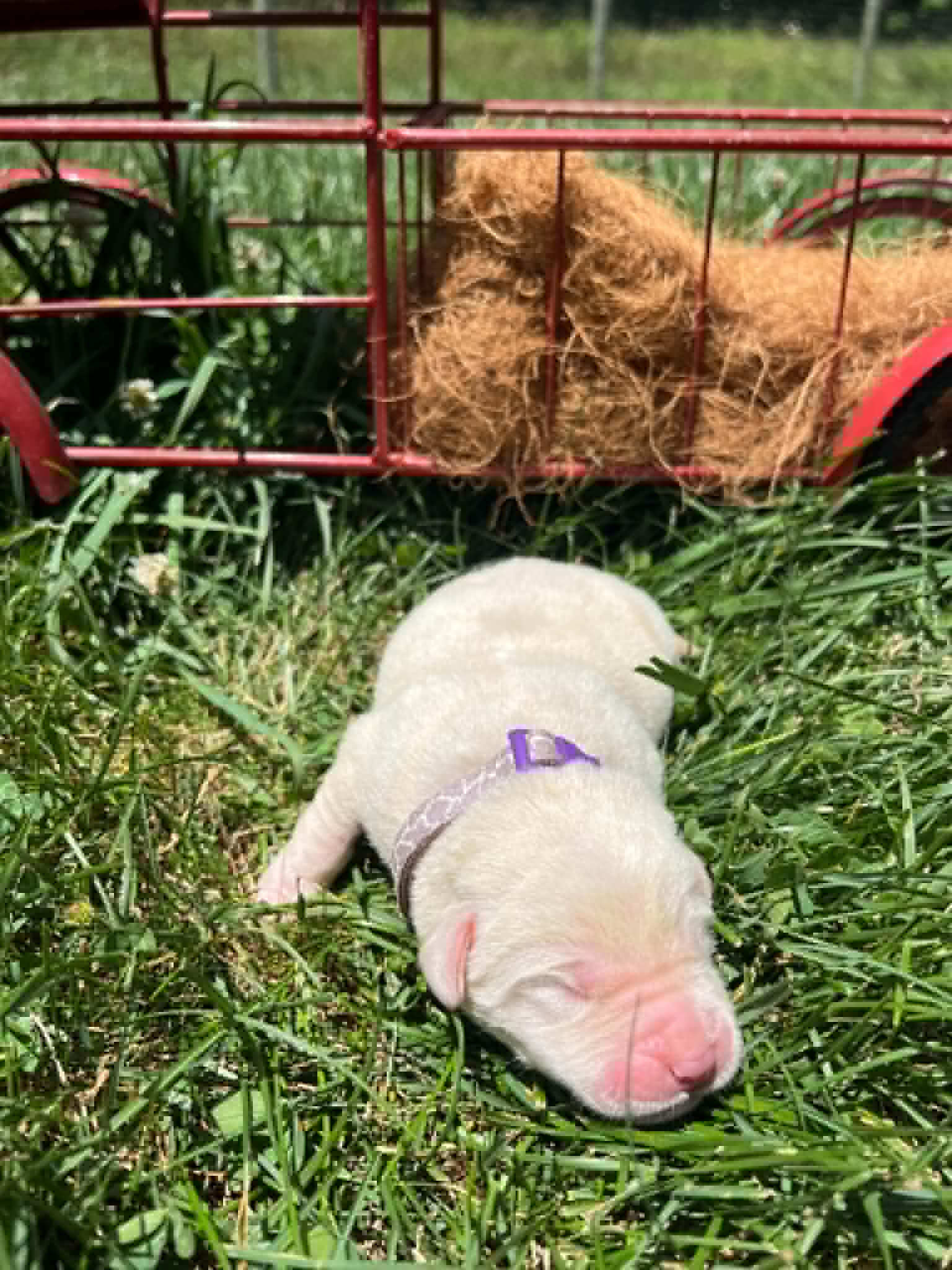 A purebred yellow Labrador Retriever puppy with a pink curtain and red rose flowers around him.