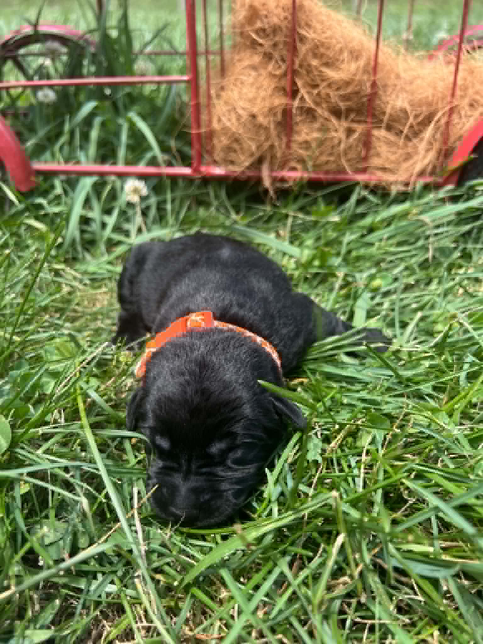 A purebred black Labrador Retriever puppy with a pink curtain and red rose flowers around him.