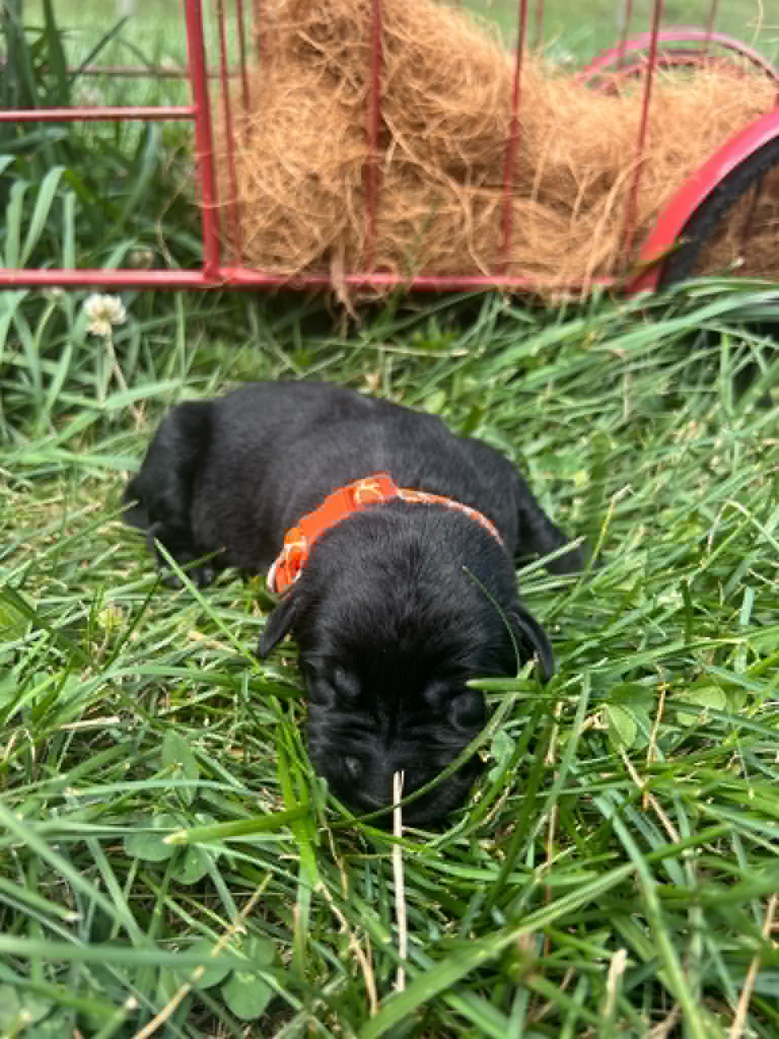 A purebred black Labrador Retriever puppy with a pink curtain and red rose flowers around him.