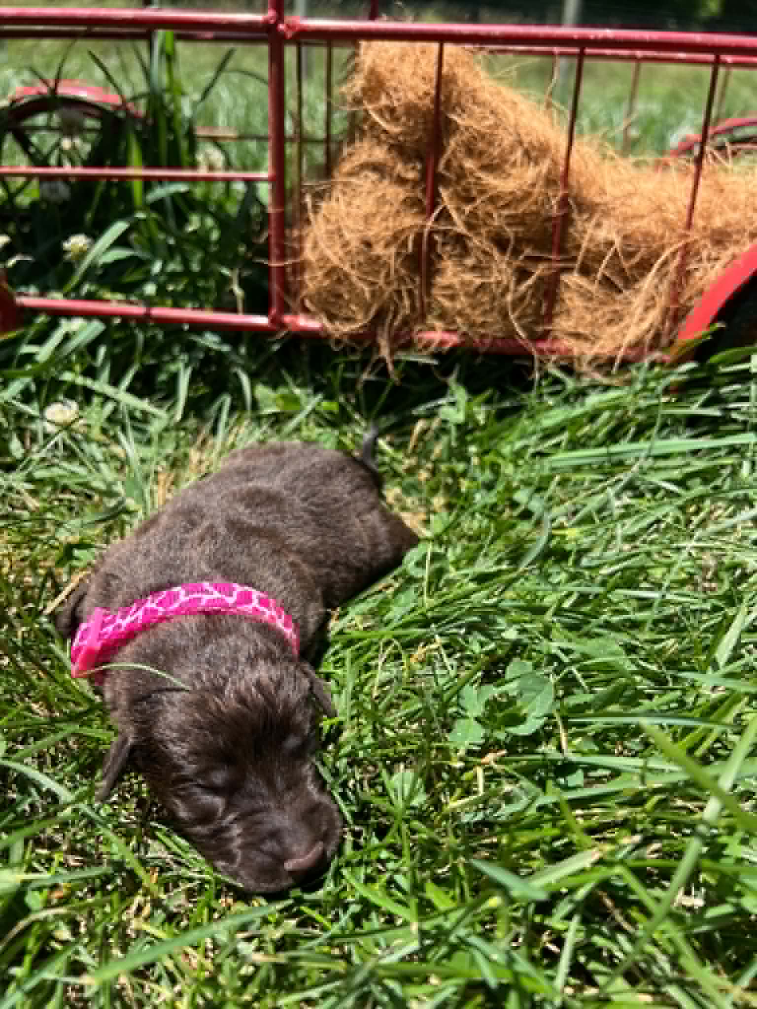A purebred chocolate Labrador Retriever puppy with a pink curtain and red rose flowers around him.