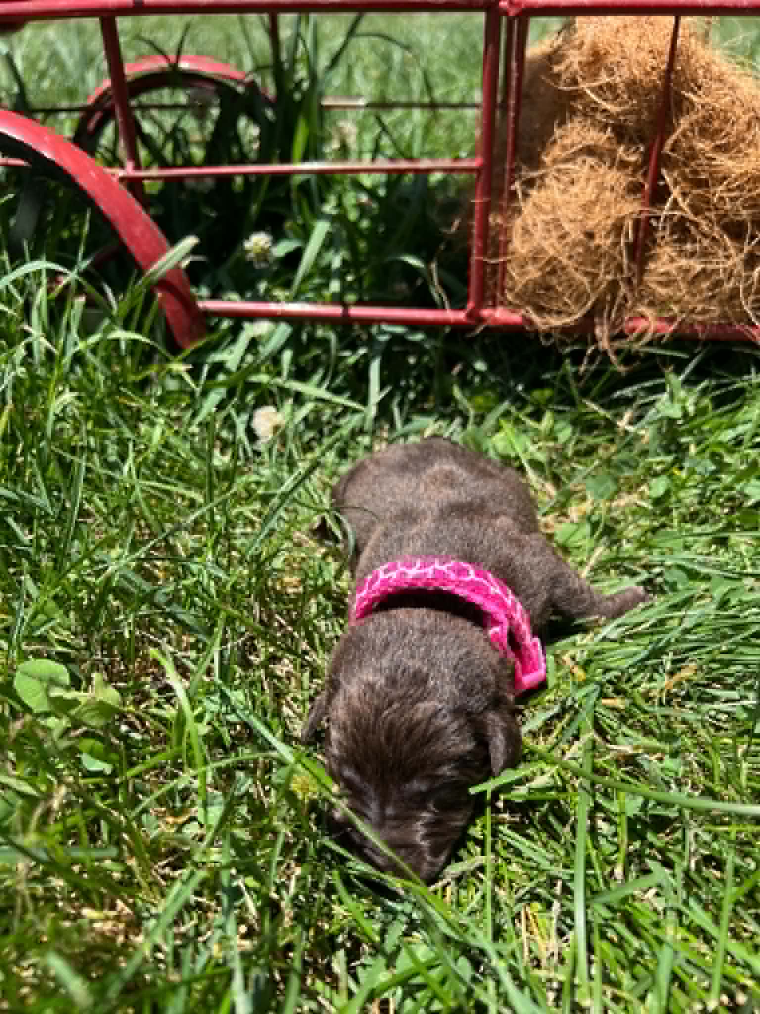 A purebred chocolate Labrador Retriever puppy with a pink curtain and red rose flowers around him.
