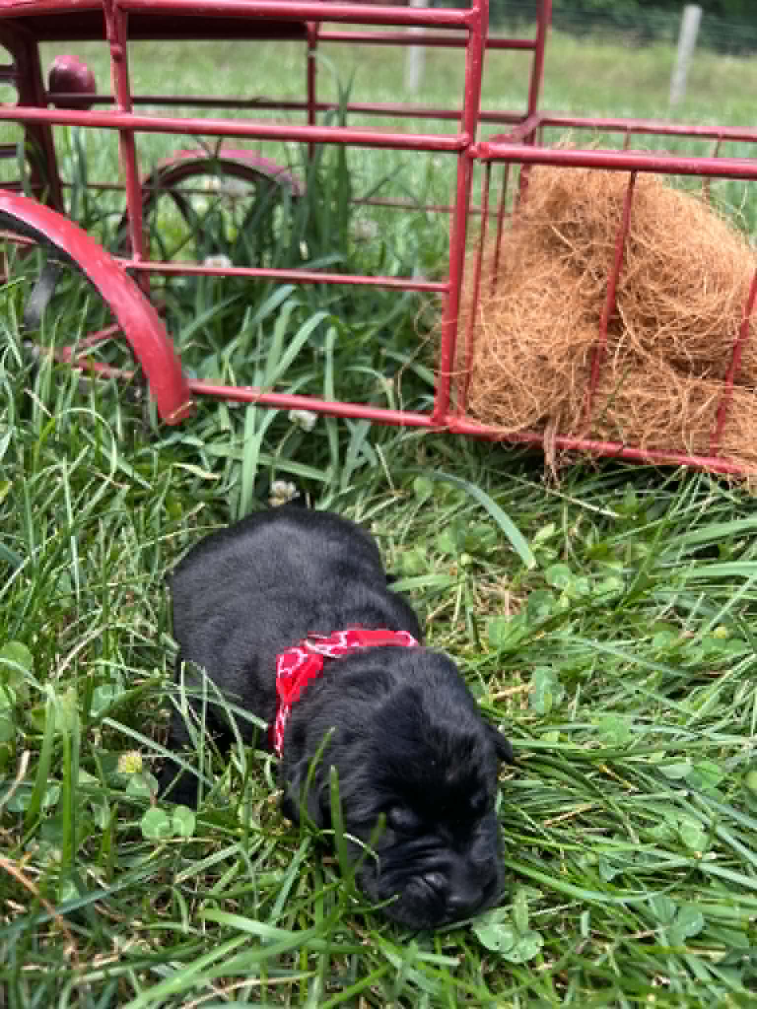 A purebred black Labrador Retriever puppy with a pink curtain and red rose flowers around him.