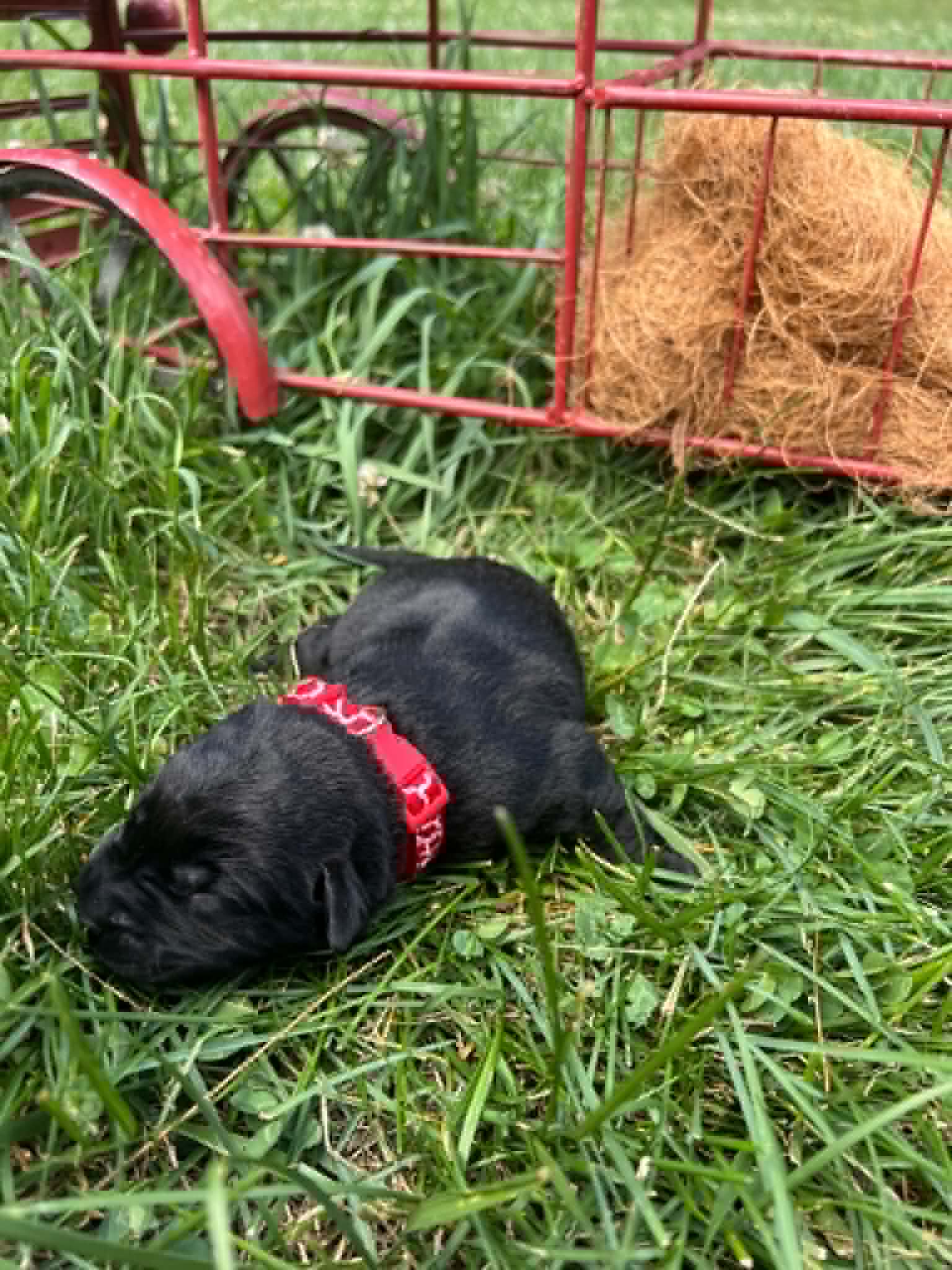 A purebred black Labrador Retriever puppy with a pink curtain and red rose flowers around him.