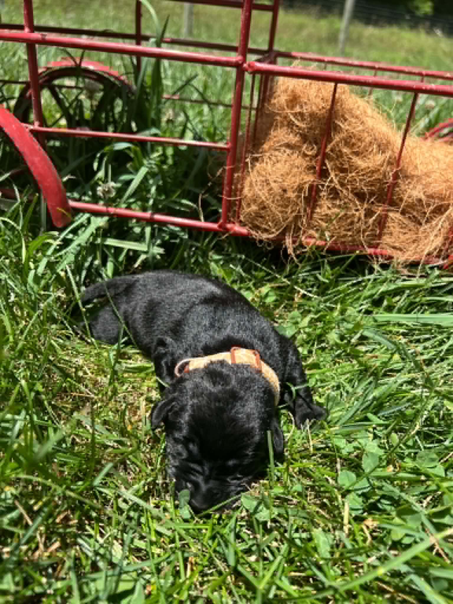 A purebred black Labrador Retriever puppy with a pink curtain and red rose flowers around him.