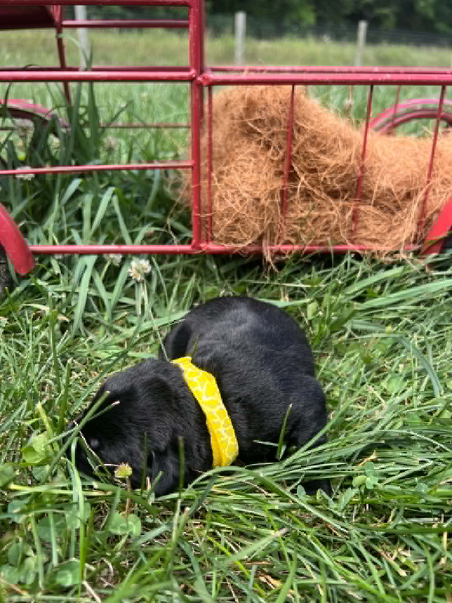 A purebred black Labrador Retriever puppy with a pink curtain and red rose flowers around him.
