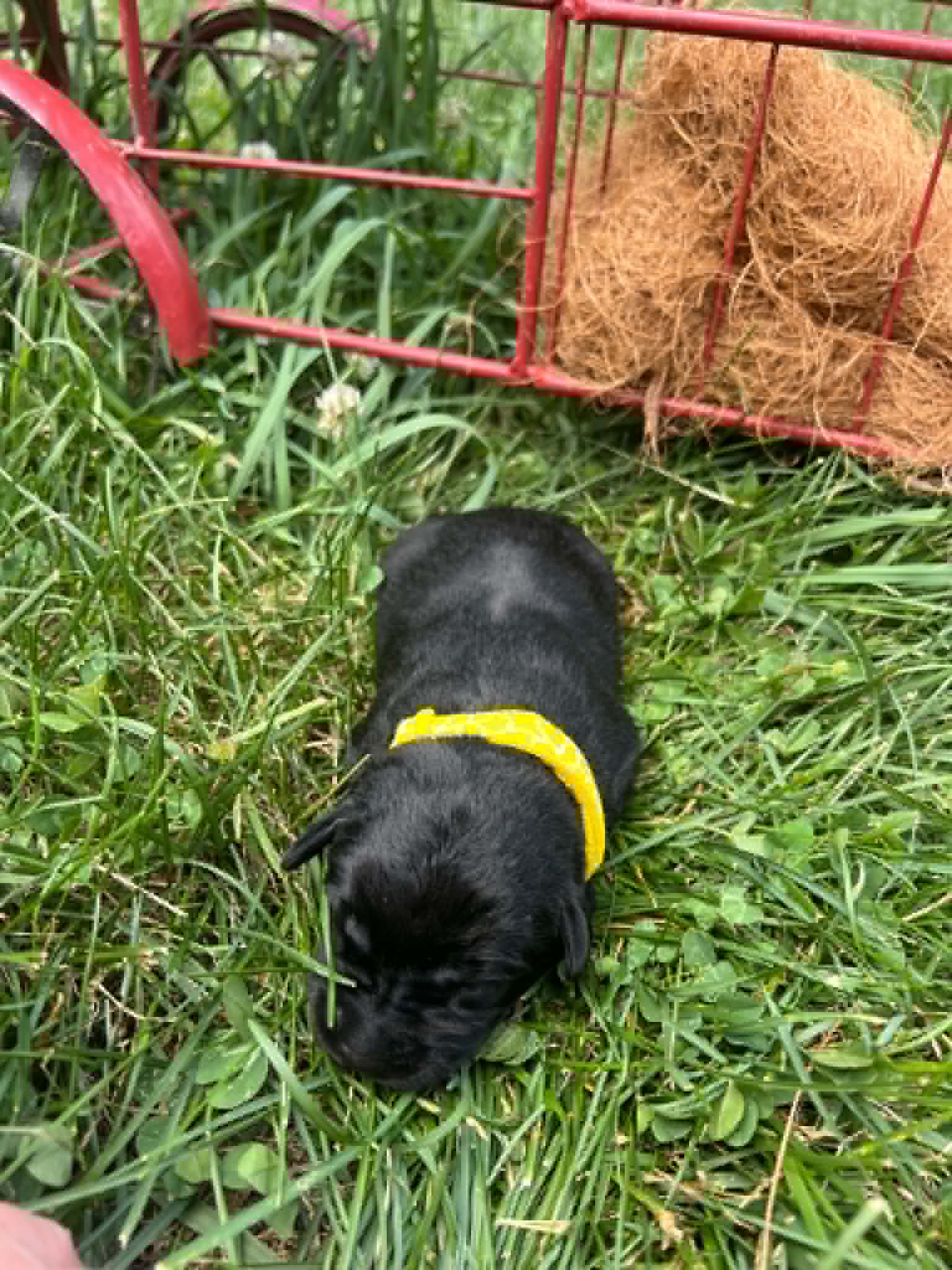 A purebred black Labrador Retriever puppy with a pink curtain and red rose flowers around him.