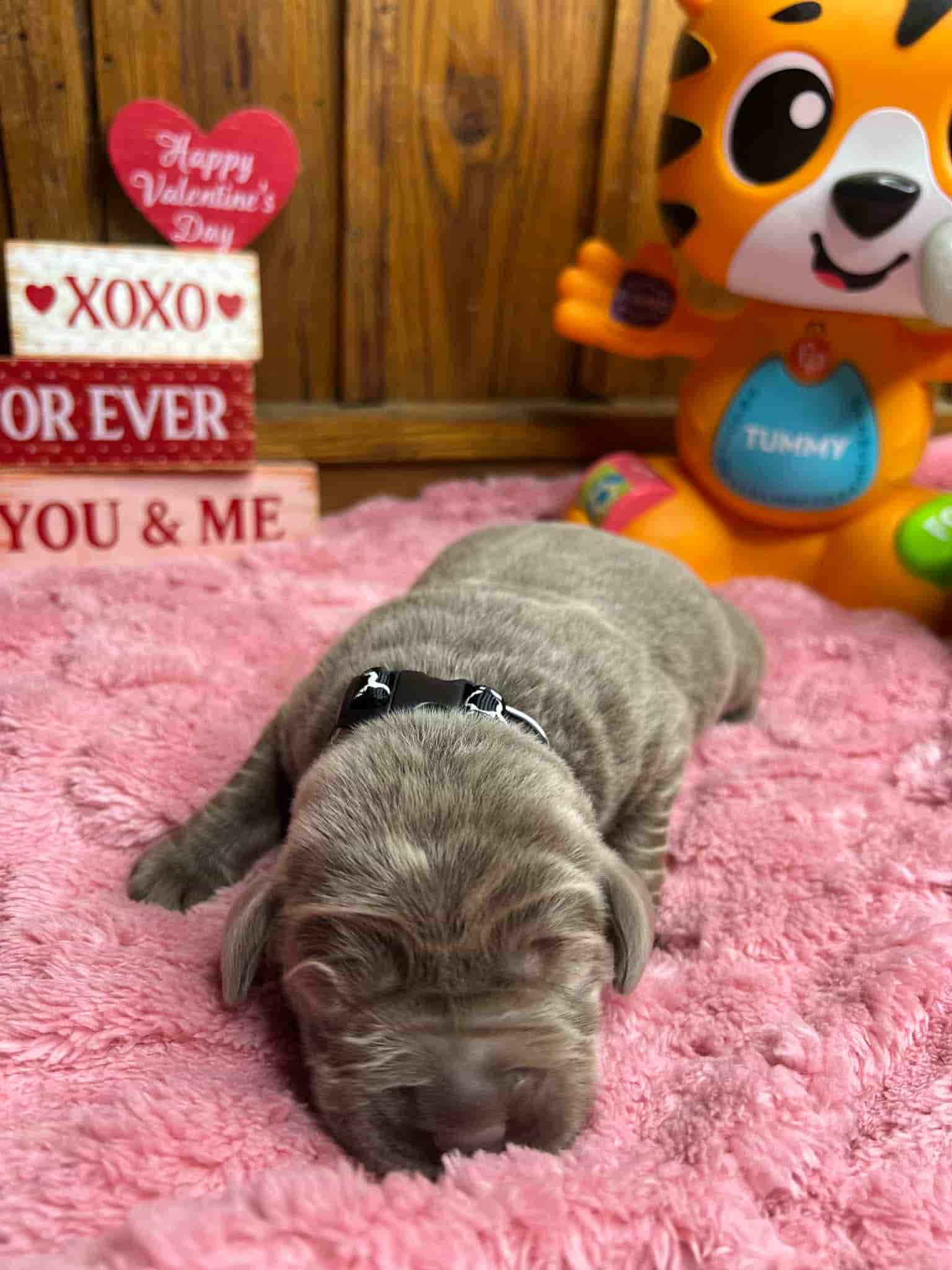 A purebred black Labrador Retriever puppy with a pink curtain and red rose flowers around him.