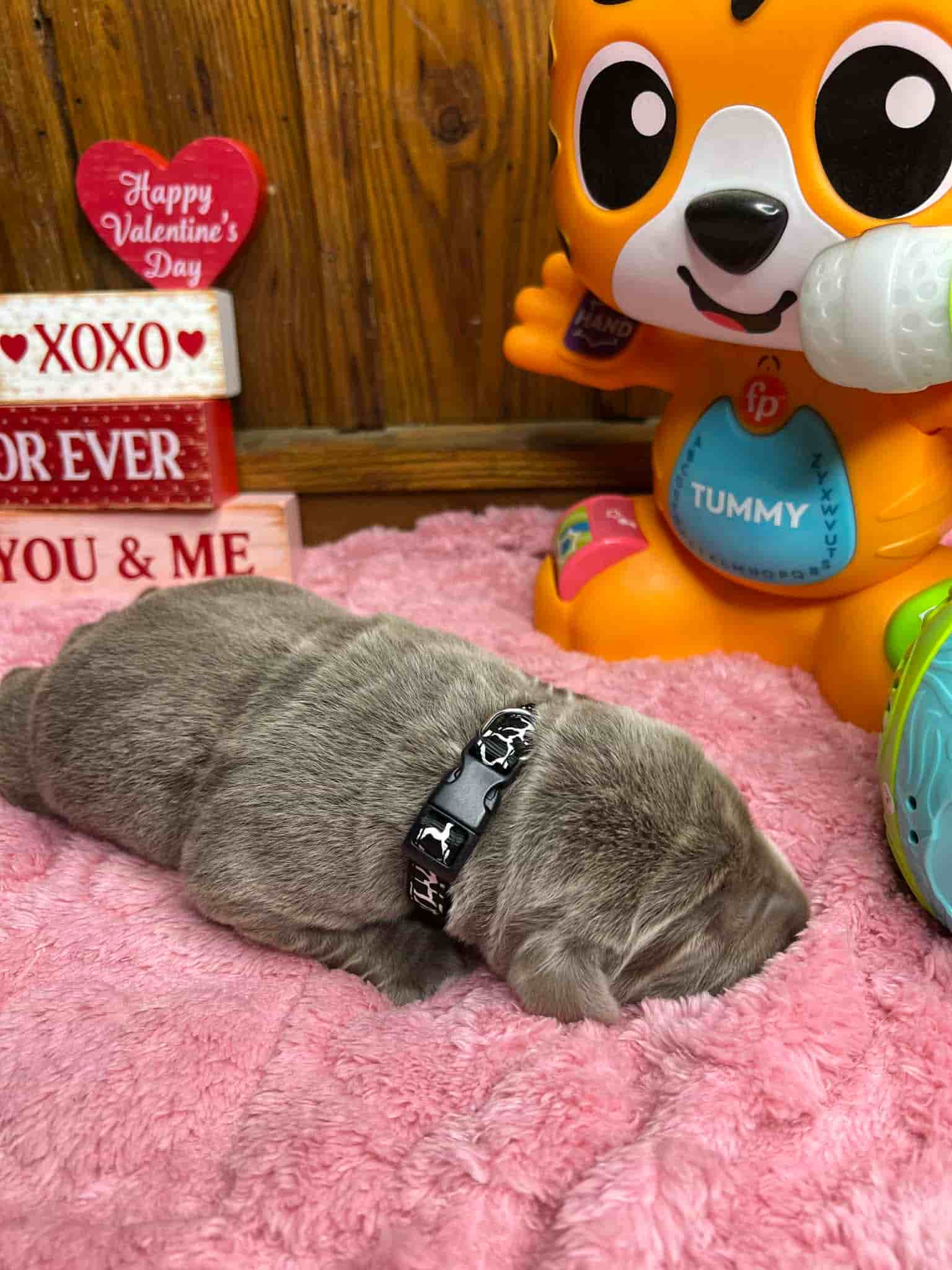 A purebred black Labrador Retriever puppy with a pink curtain and red rose flowers around him.