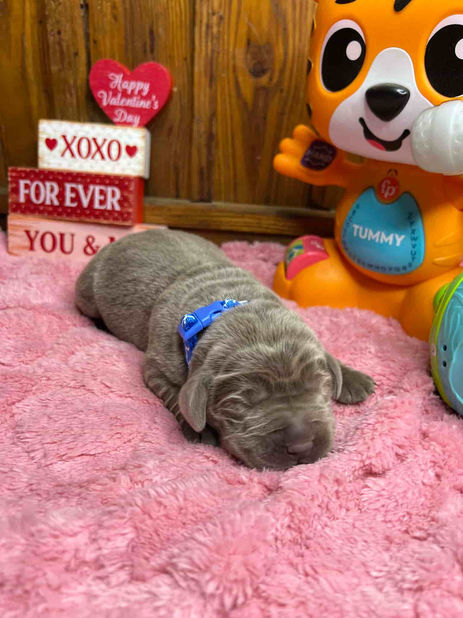 A purebred black Labrador Retriever puppy with a pink curtain and red rose flowers around him.