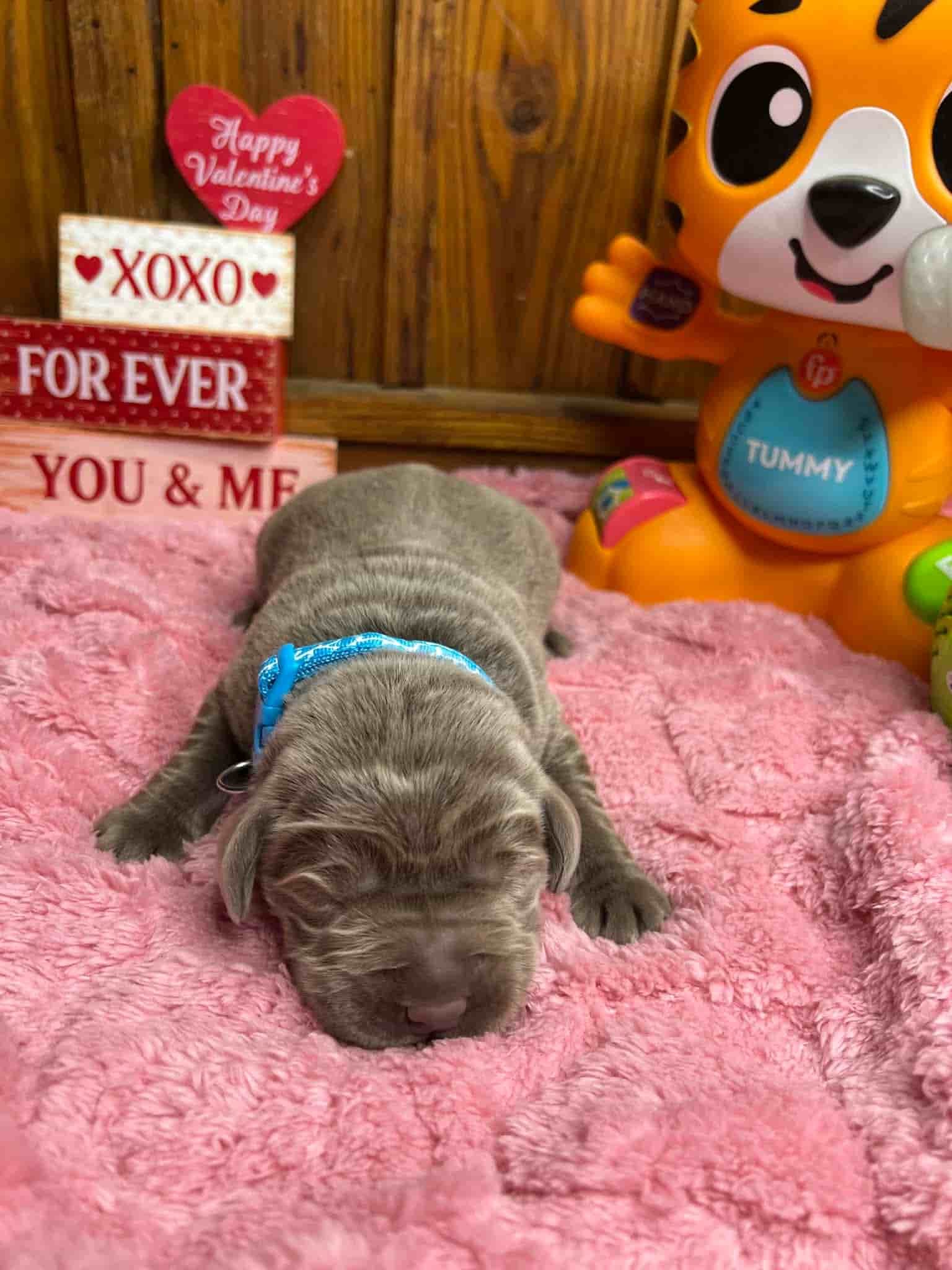 A purebred black Labrador Retriever puppy with a pink curtain and red rose flowers around him.