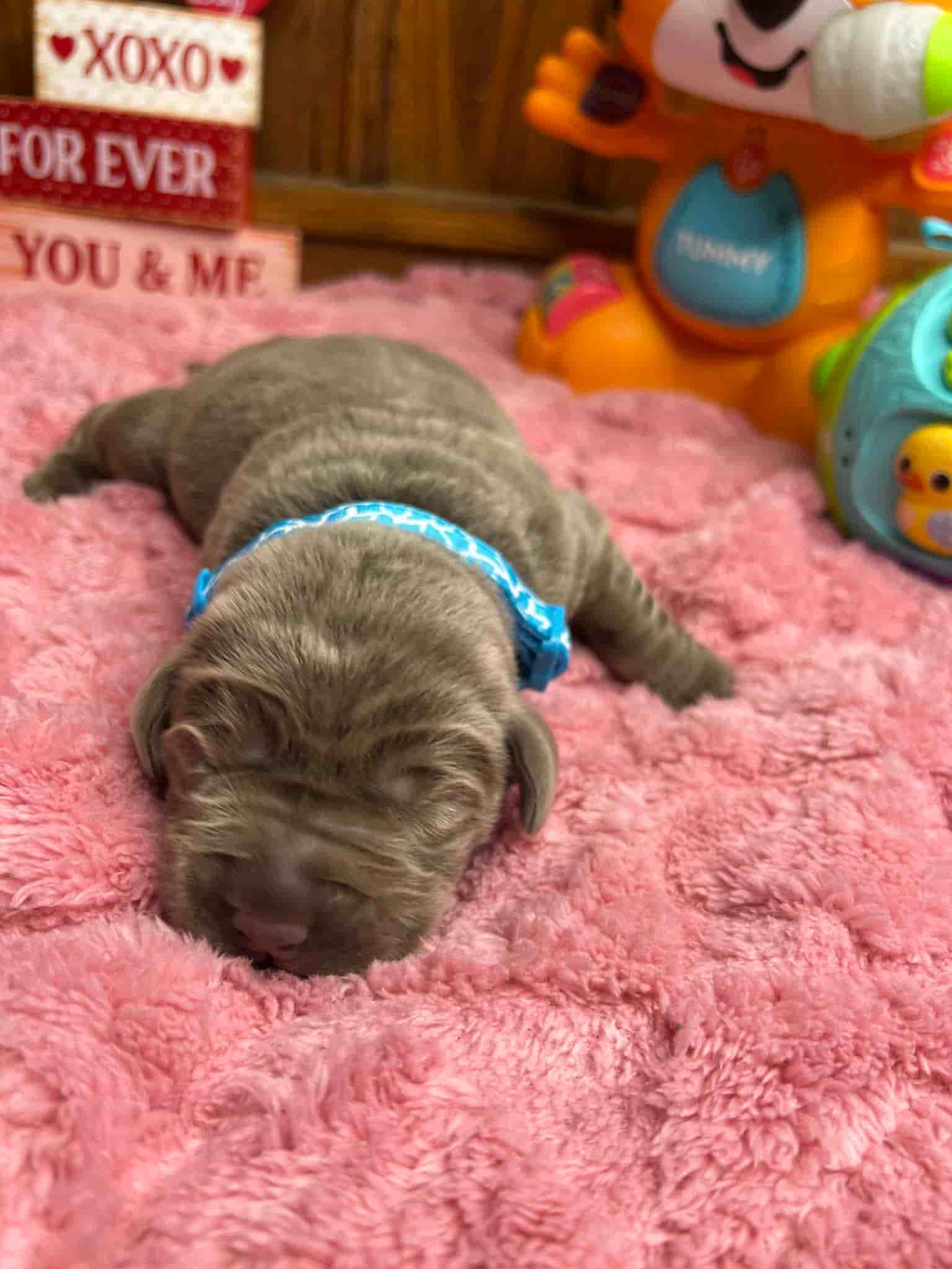 A purebred black Labrador Retriever puppy with a pink curtain and red rose flowers around him.