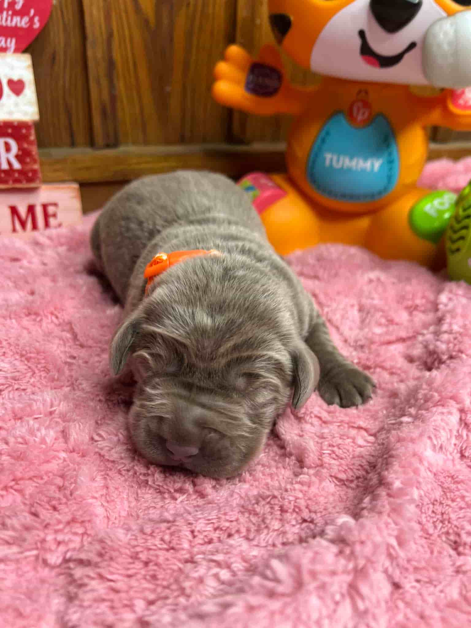 A purebred black Labrador Retriever puppy with a pink curtain and red rose flowers around him.