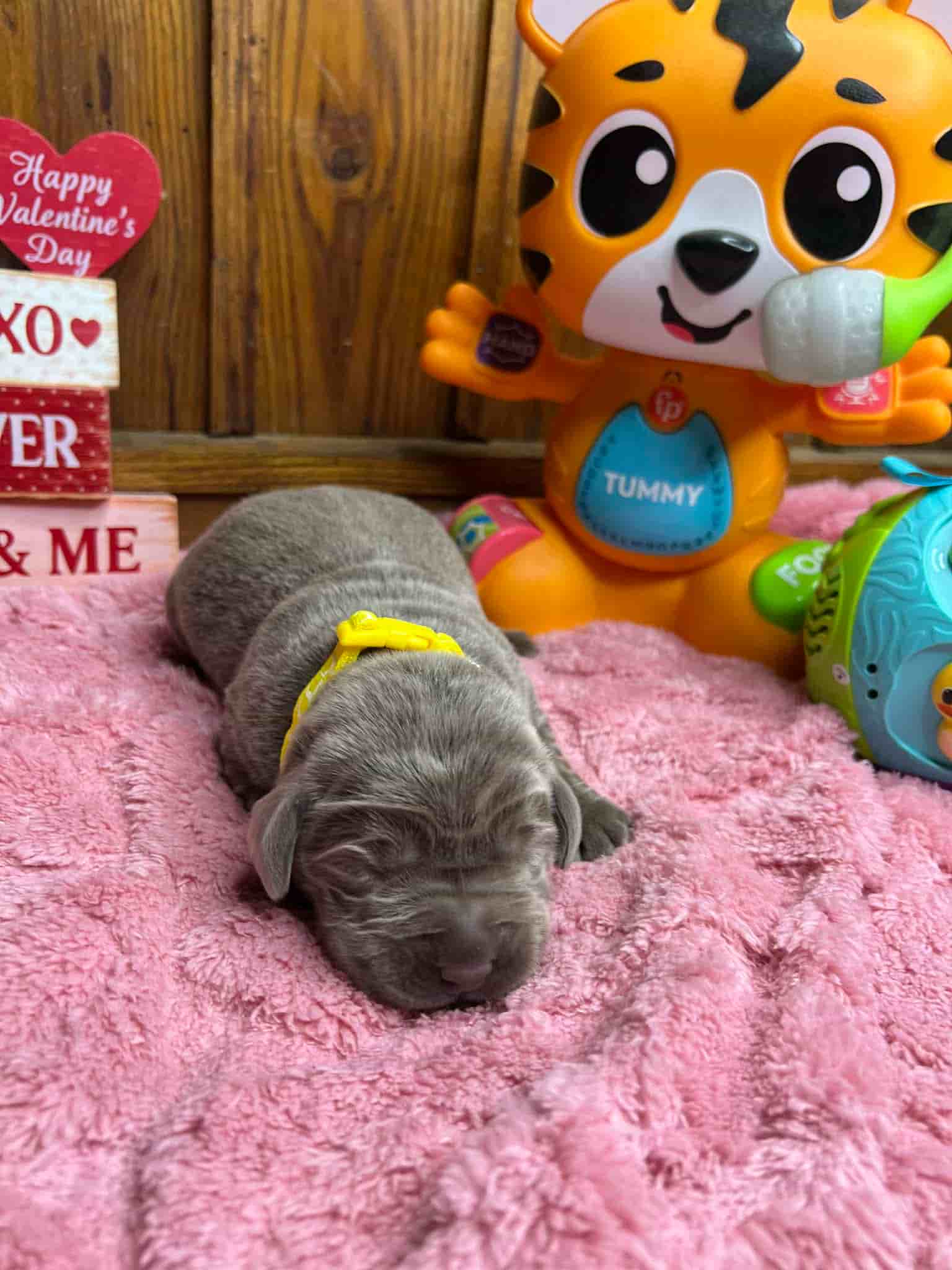 A purebred black Labrador Retriever puppy with a pink curtain and red rose flowers around him.