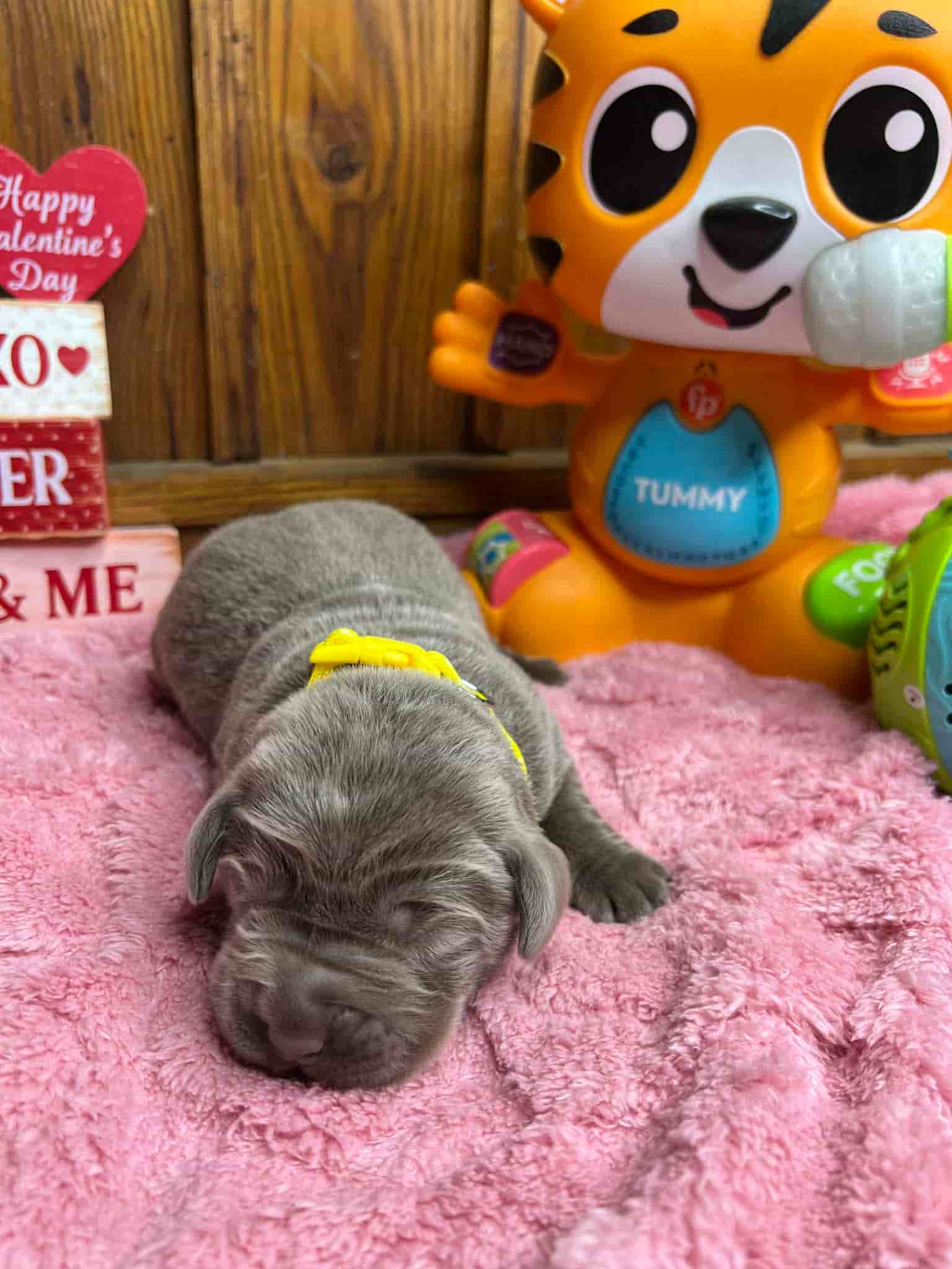 A purebred black Labrador Retriever puppy with a pink curtain and red rose flowers around him.