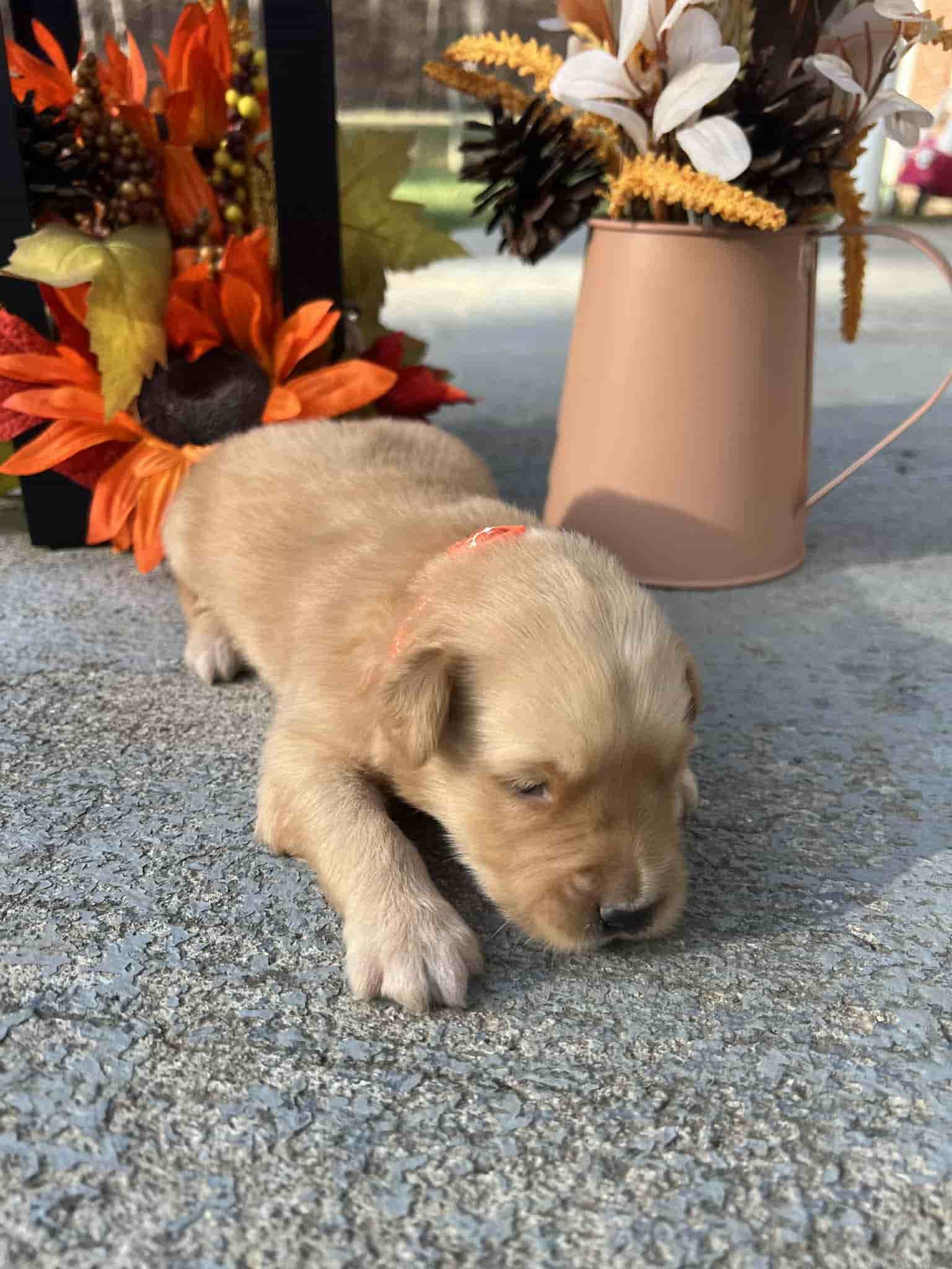 A purebred yellow Labrador Retriever puppy with a pink curtain and red rose flowers around him.