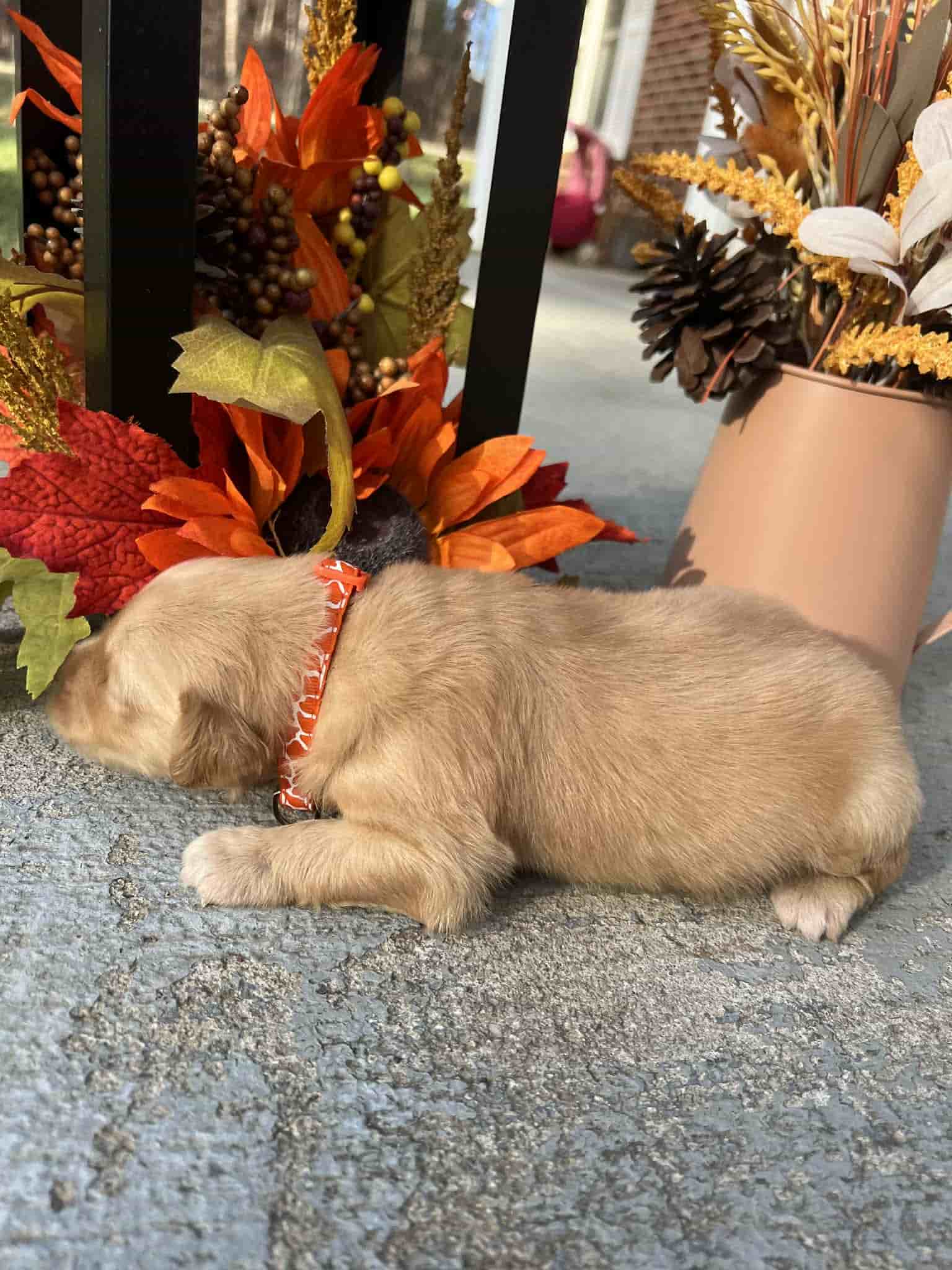 A purebred yellow Labrador Retriever puppy with a pink curtain and red rose flowers around him.