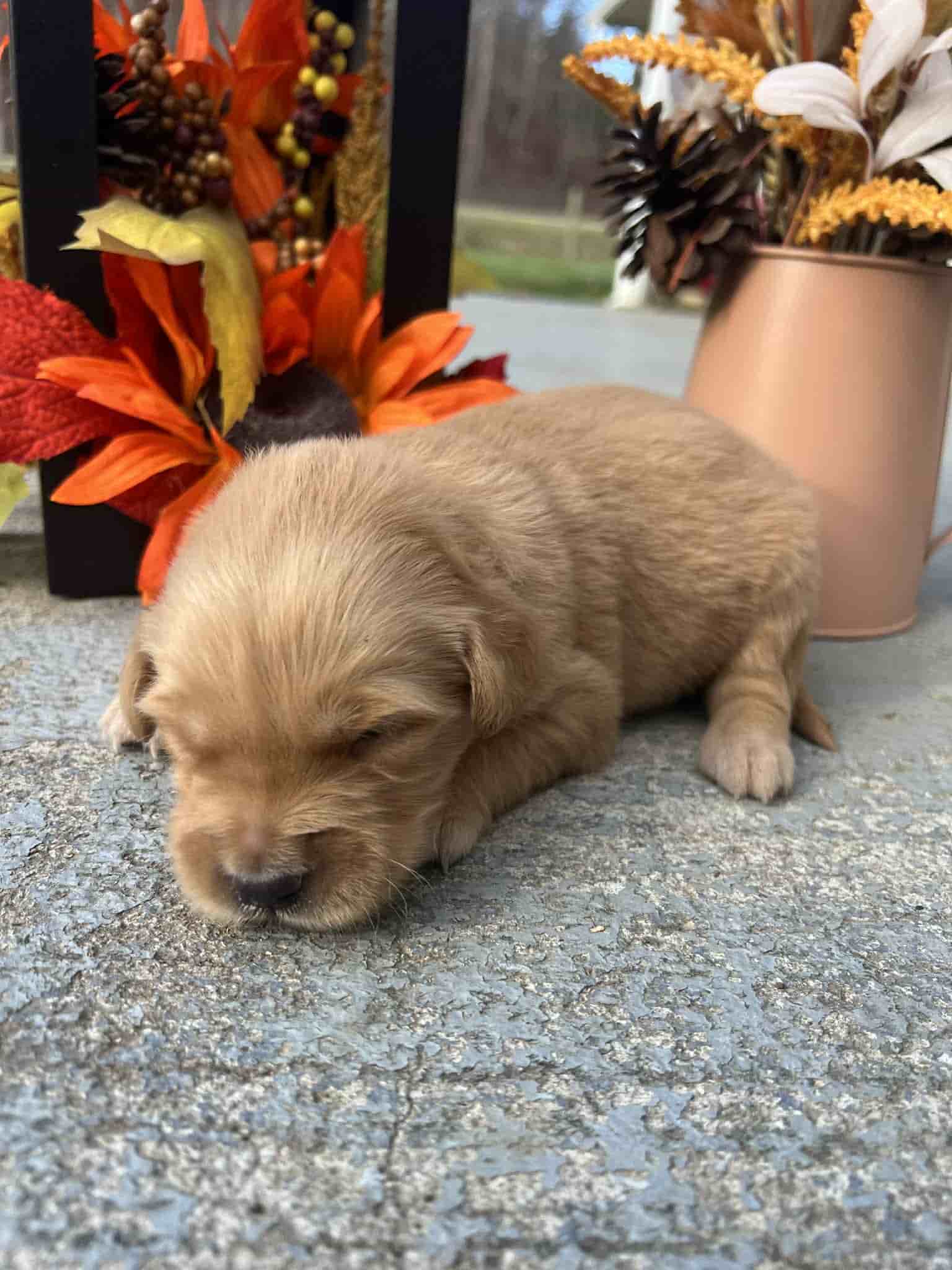 A purebred yellow Labrador Retriever puppy with a pink curtain and red rose flowers around him.