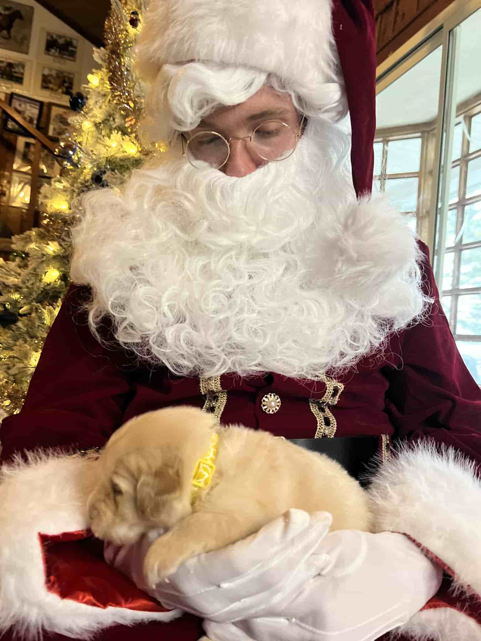 A purebred chocolate Labrador Retriever puppy with a pink curtain and red rose flowers around him.