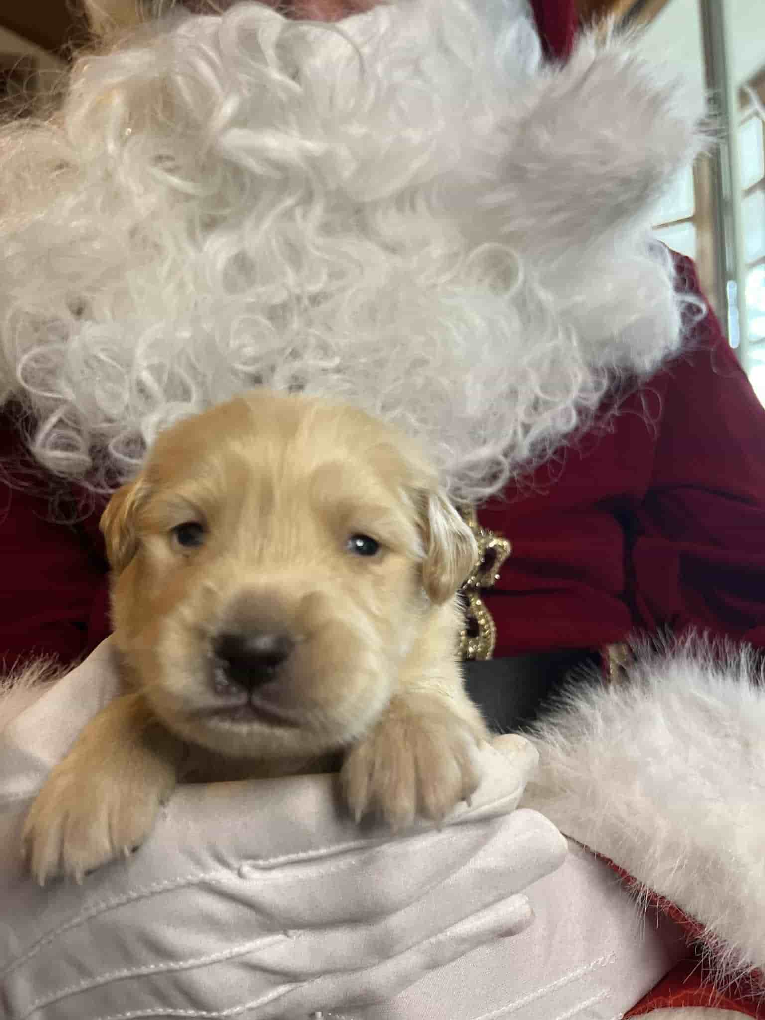 A purebred chocolate Labrador Retriever puppy with a pink curtain and red rose flowers around him.