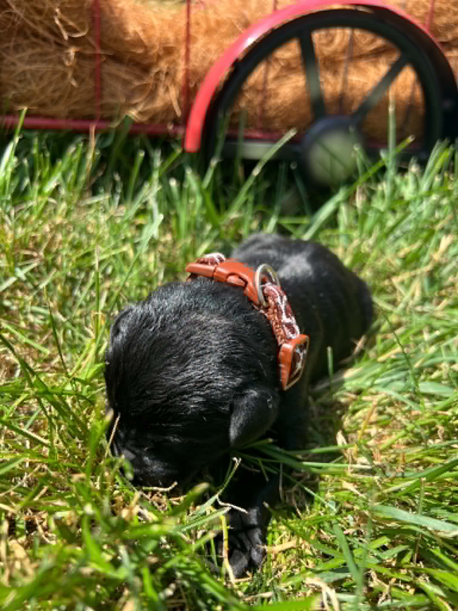 A purebred black Labrador Retriever puppy with a pink curtain and red rose flowers around him.