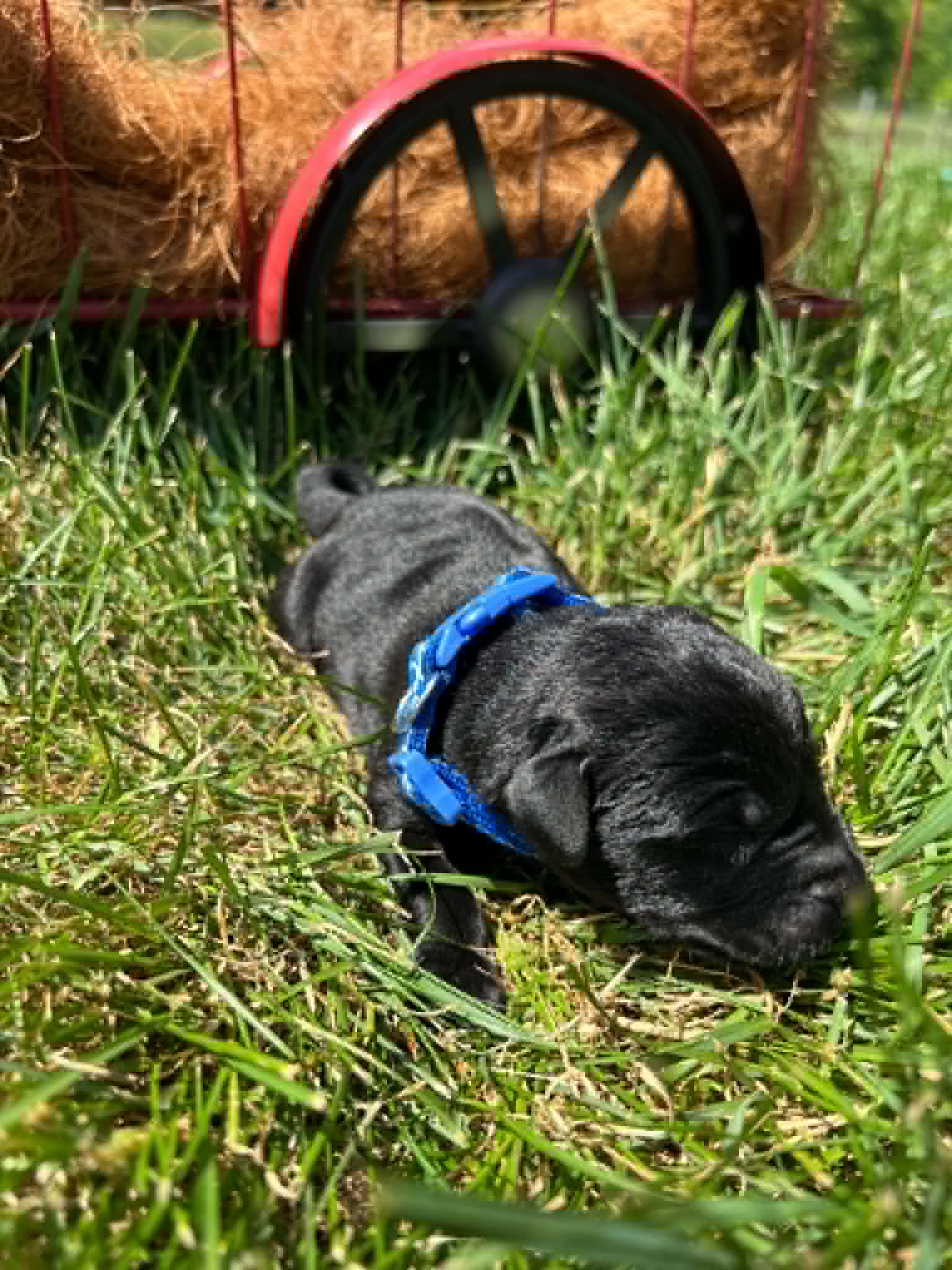 A purebred black Labrador Retriever puppy with a pink curtain and red rose flowers around him.