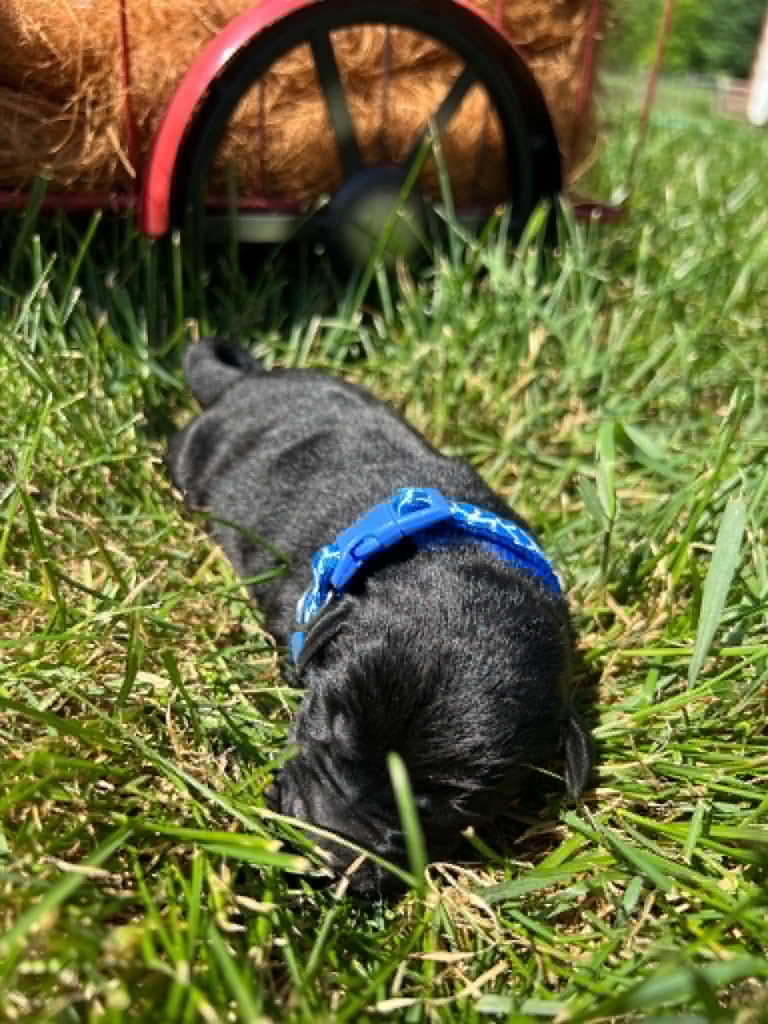 A purebred black Labrador Retriever puppy with a pink curtain and red rose flowers around him.