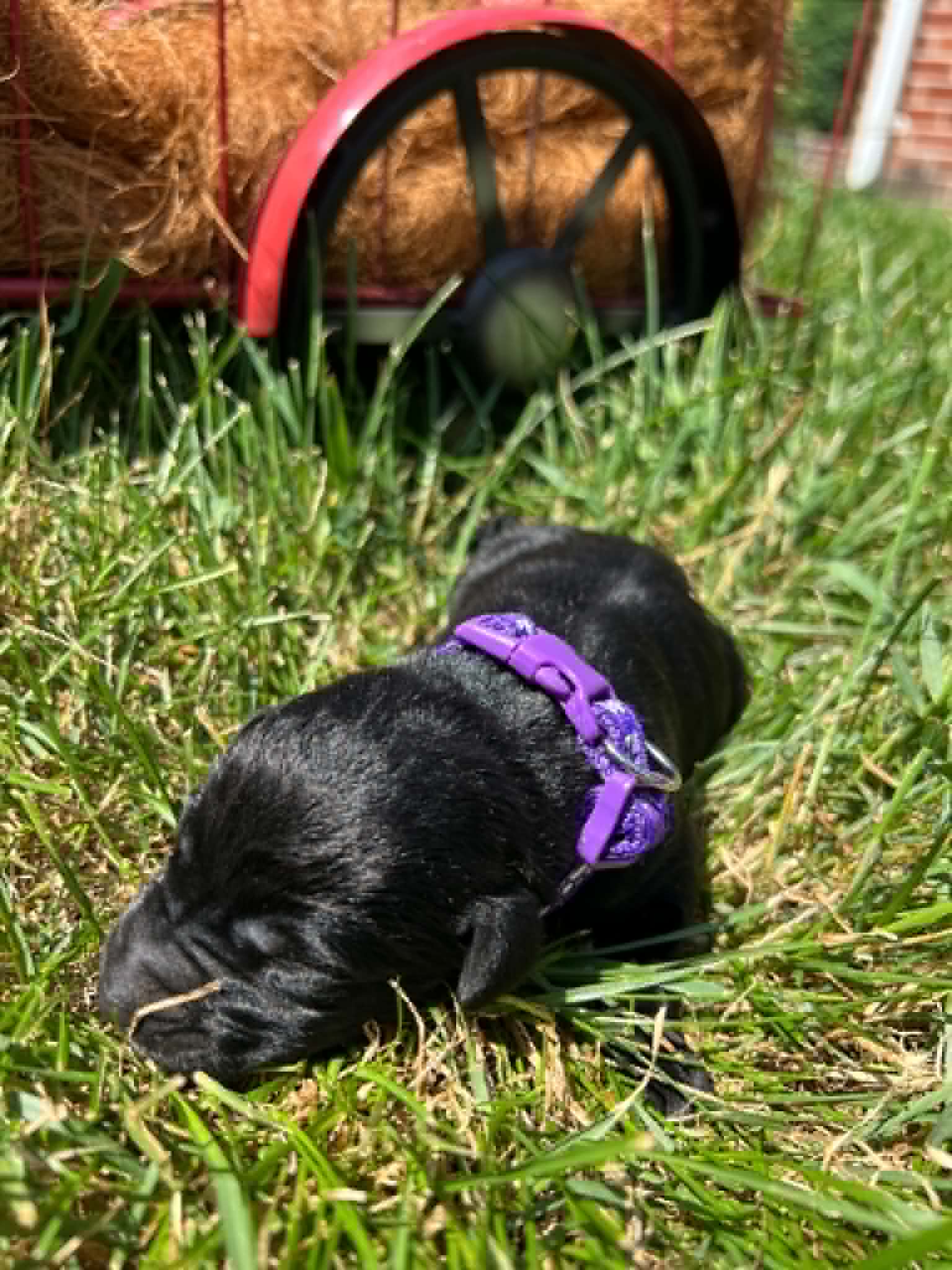 A purebred black Labrador Retriever puppy with a pink curtain and red rose flowers around him.