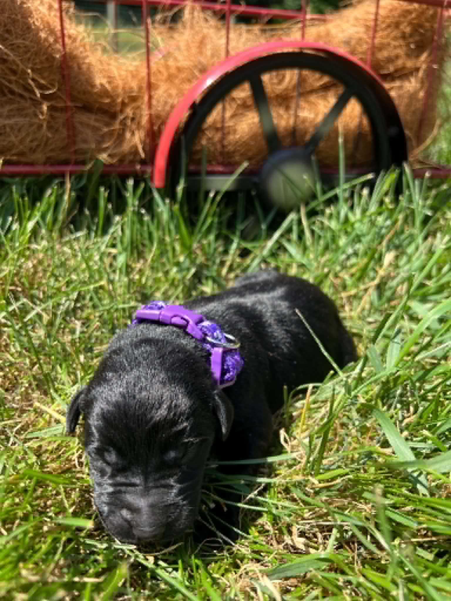 A purebred black Labrador Retriever puppy with a pink curtain and red rose flowers around him.