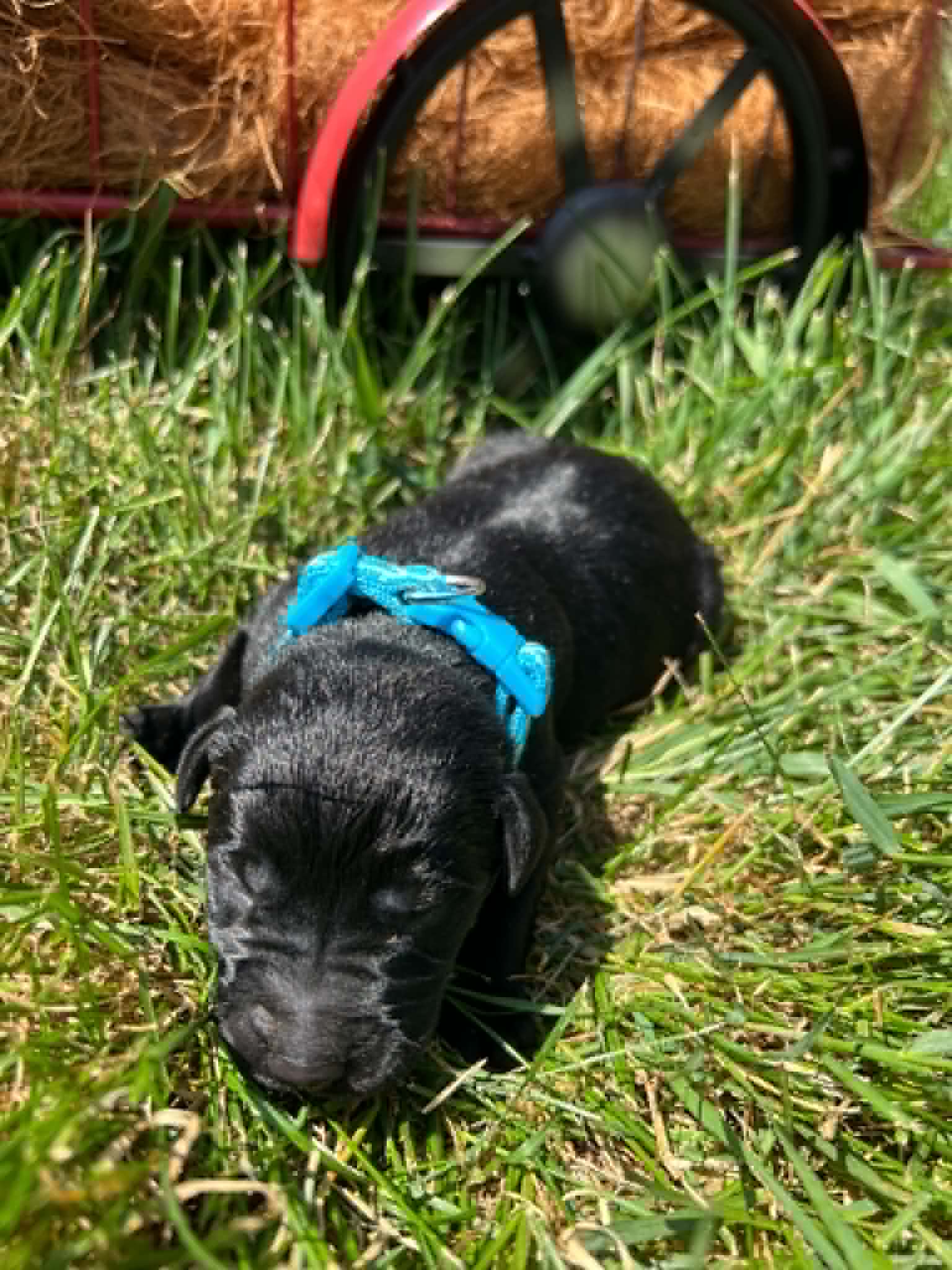 A purebred black Labrador Retriever puppy with a pink curtain and red rose flowers around him.