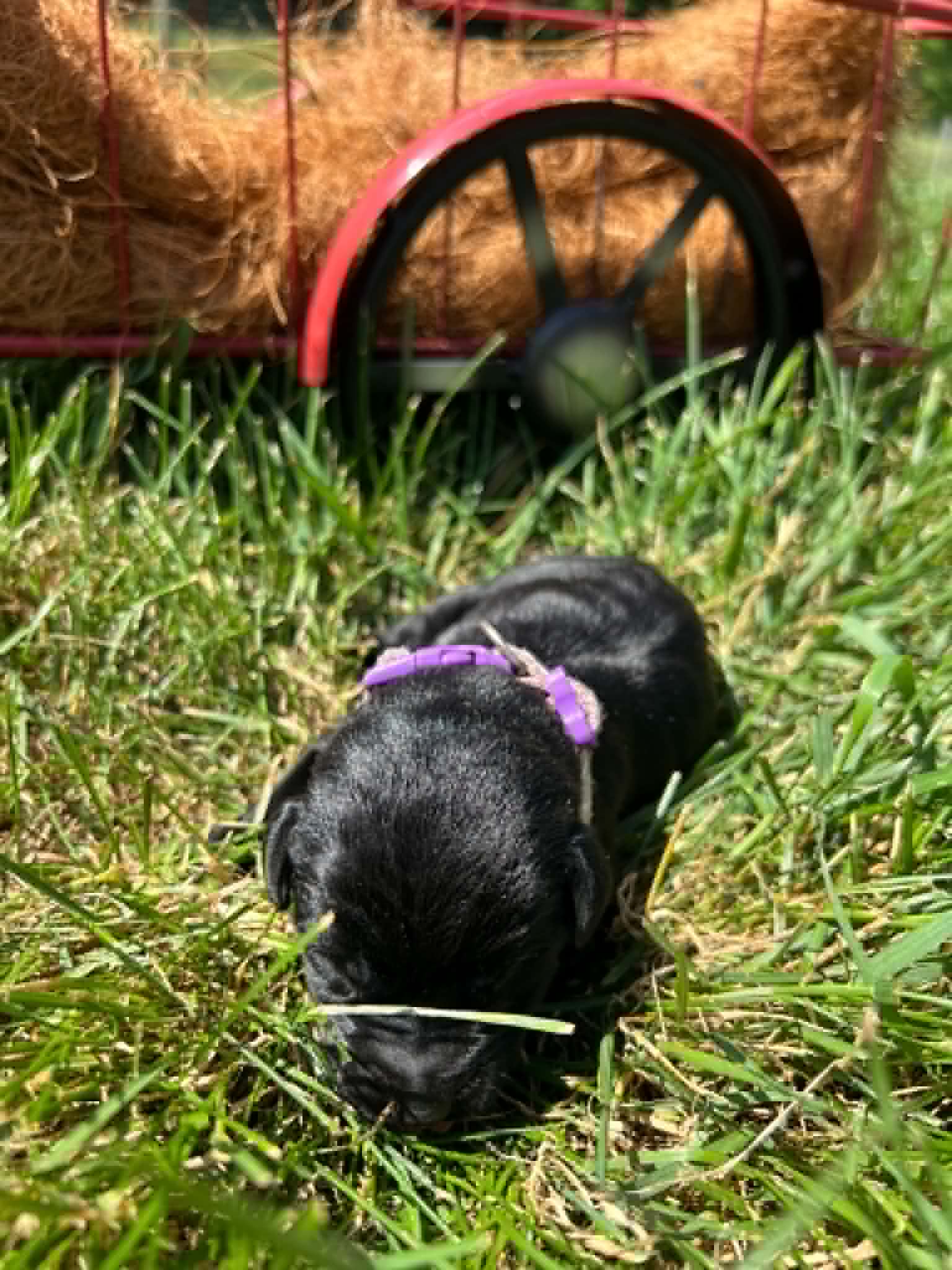 A purebred black Labrador Retriever puppy with a pink curtain and red rose flowers around him.