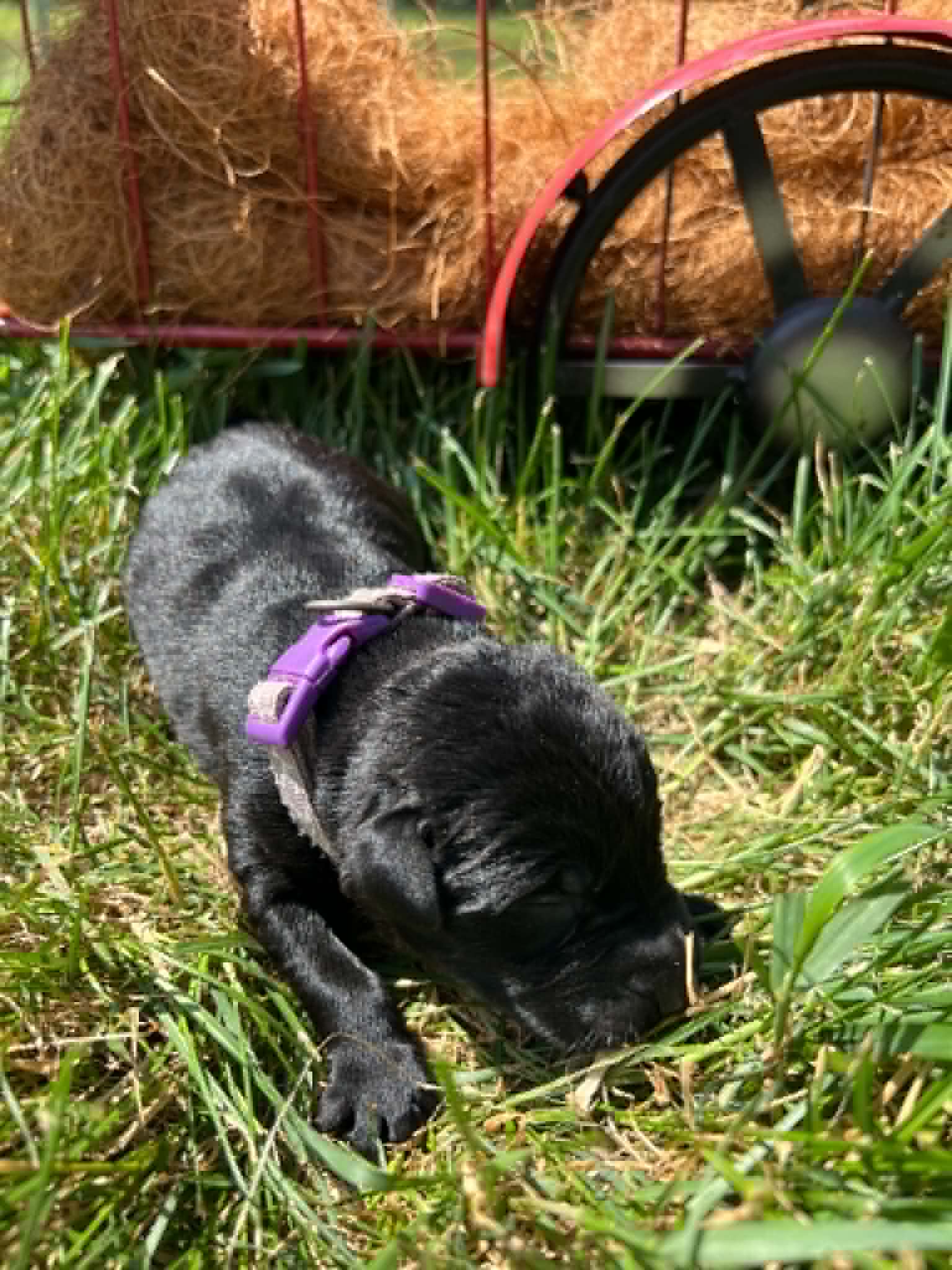 A purebred black Labrador Retriever puppy with a pink curtain and red rose flowers around him.