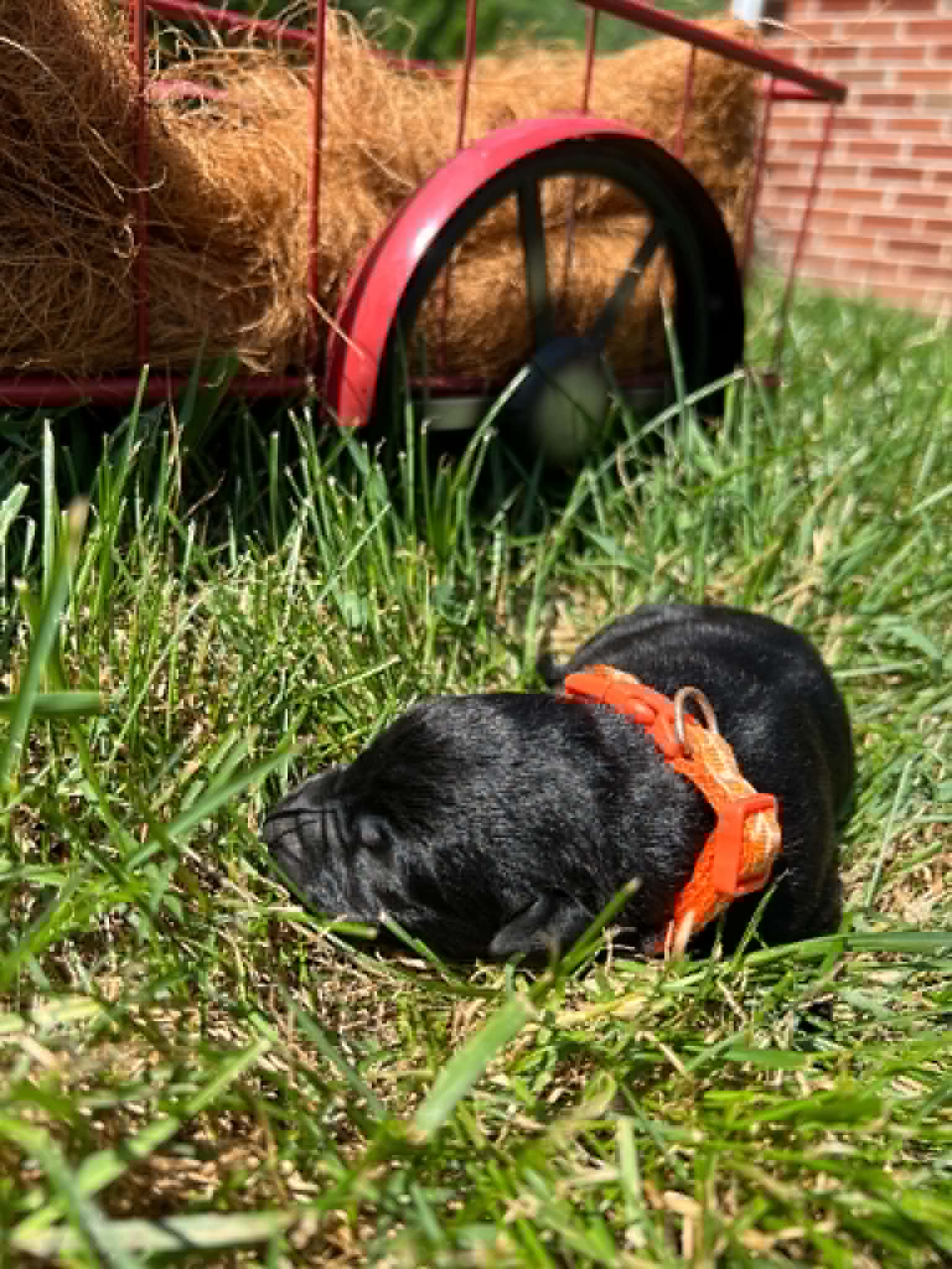 A purebred black Labrador Retriever puppy with a pink curtain and red rose flowers around him.