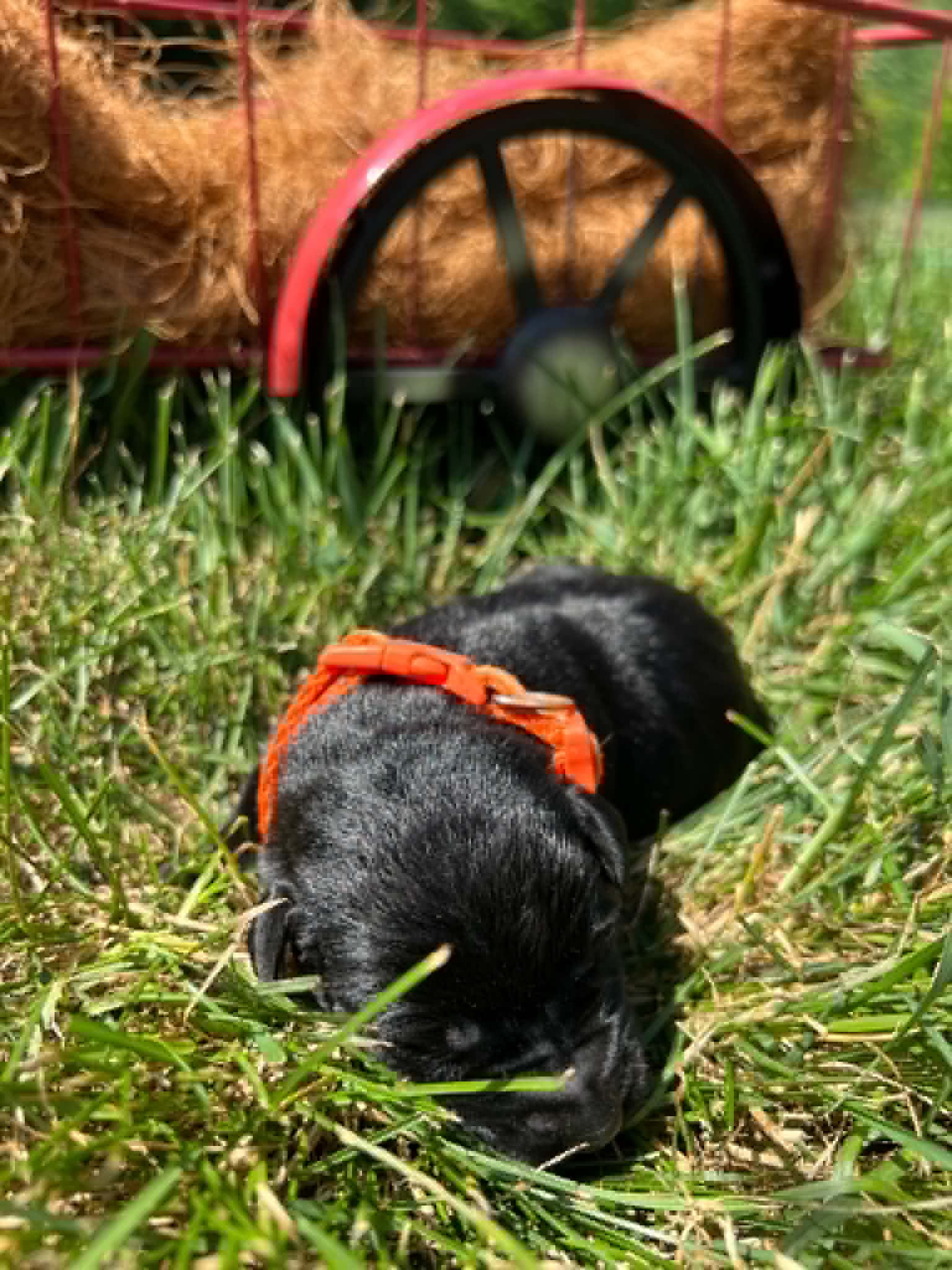A purebred black Labrador Retriever puppy with a pink curtain and red rose flowers around him.