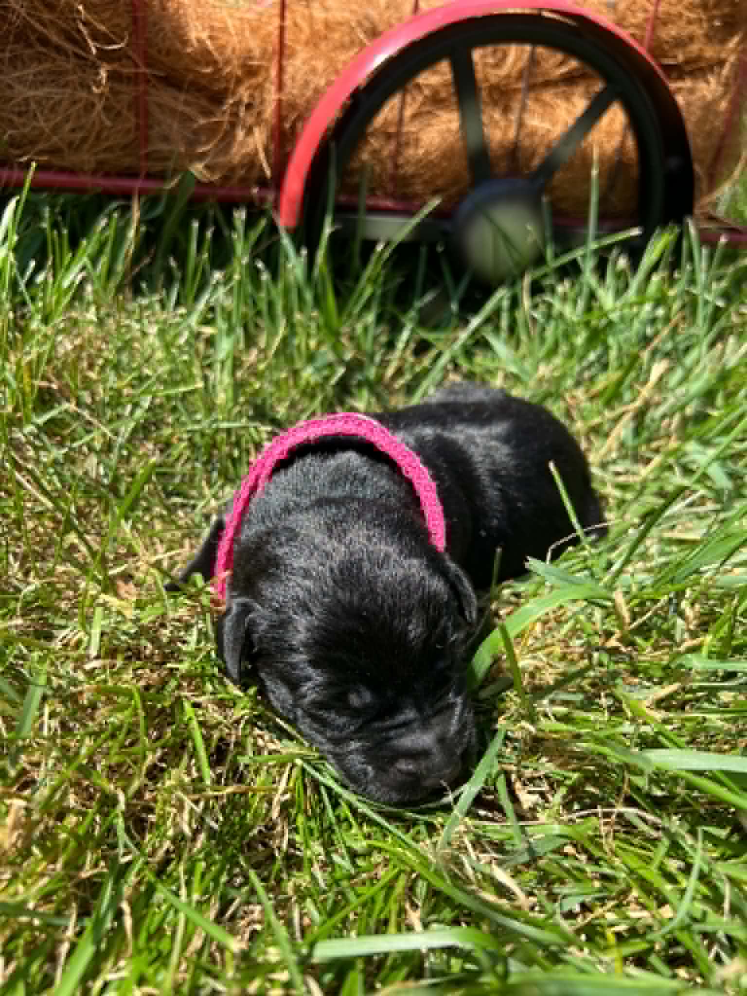 A purebred black Labrador Retriever puppy with a pink curtain and red rose flowers around him.