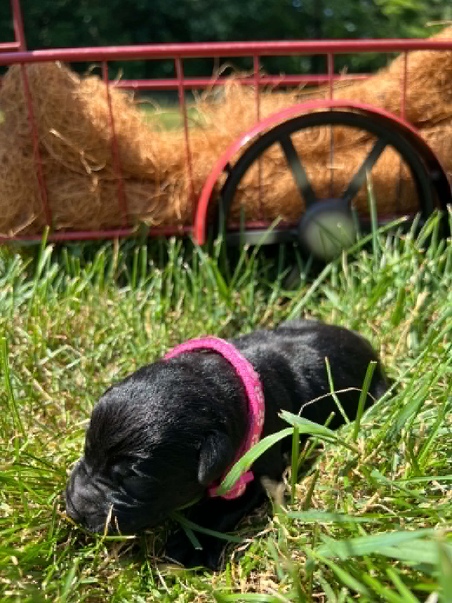 A purebred black Labrador Retriever puppy with a pink curtain and red rose flowers around him.