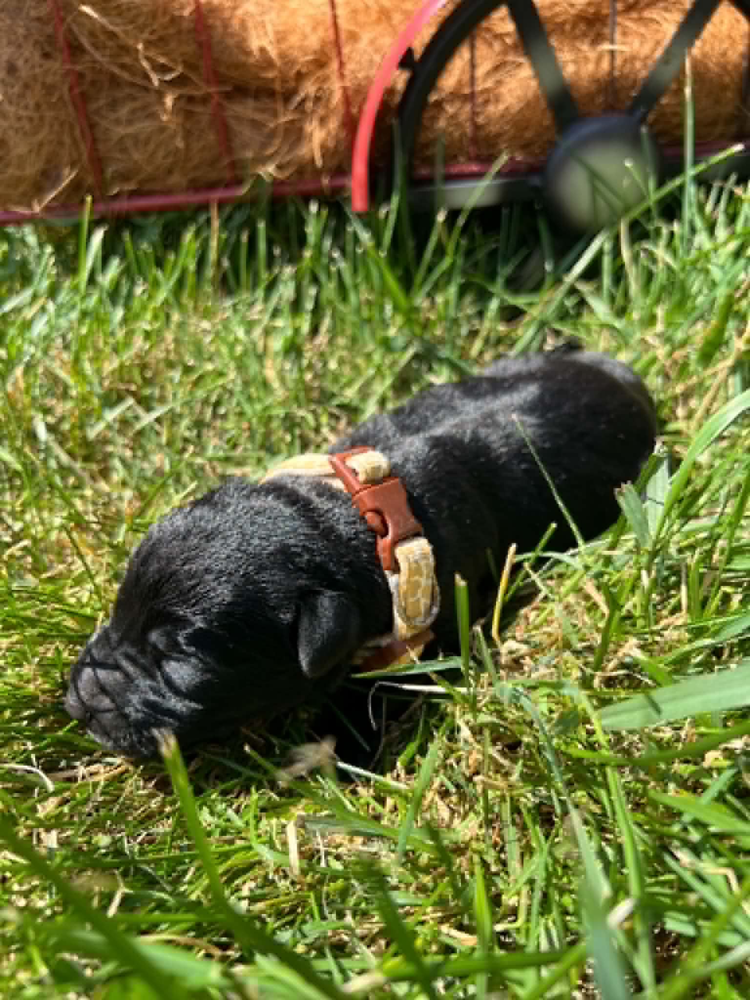 A purebred black Labrador Retriever puppy with a pink curtain and red rose flowers around him.