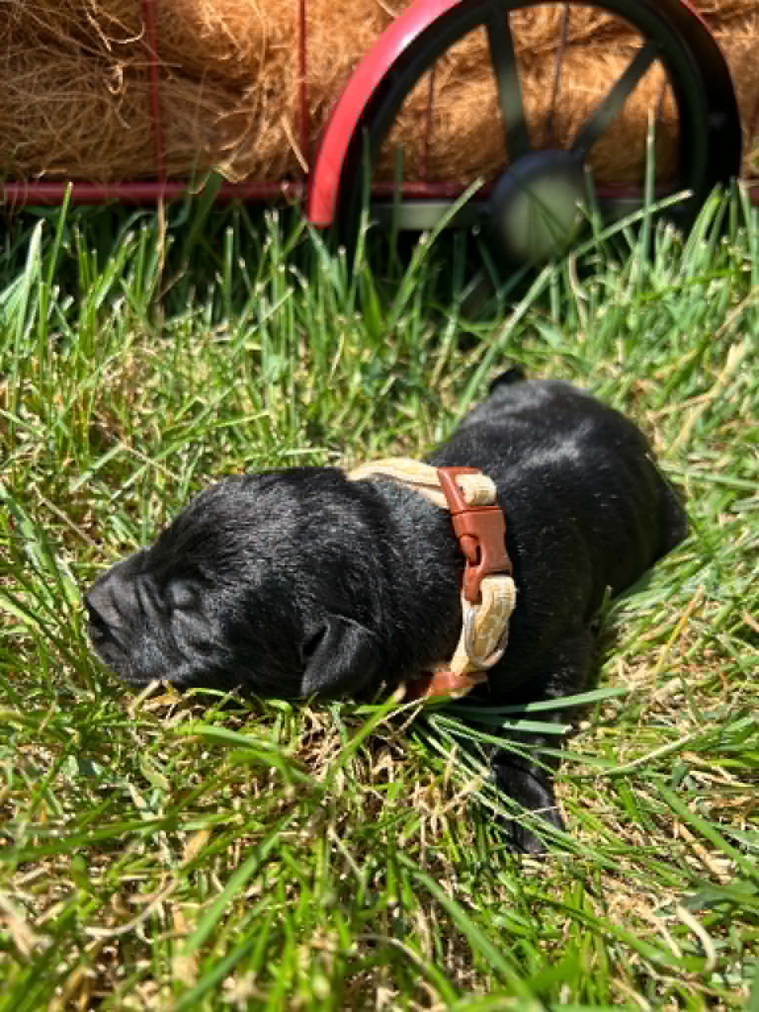 A purebred black Labrador Retriever puppy with a pink curtain and red rose flowers around him.