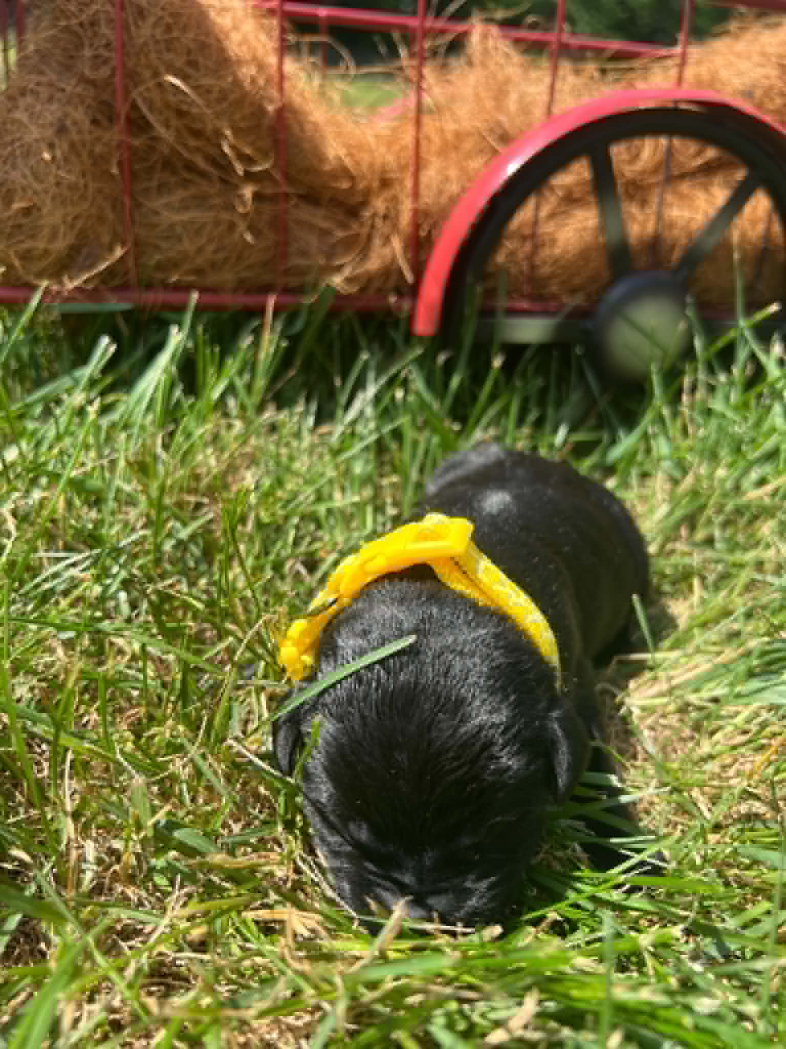 A purebred black Labrador Retriever puppy with a pink curtain and red rose flowers around him.