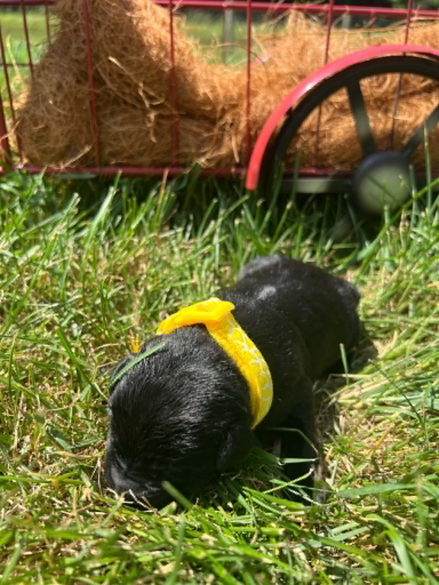 A purebred black Labrador Retriever puppy with a pink curtain and red rose flowers around him.