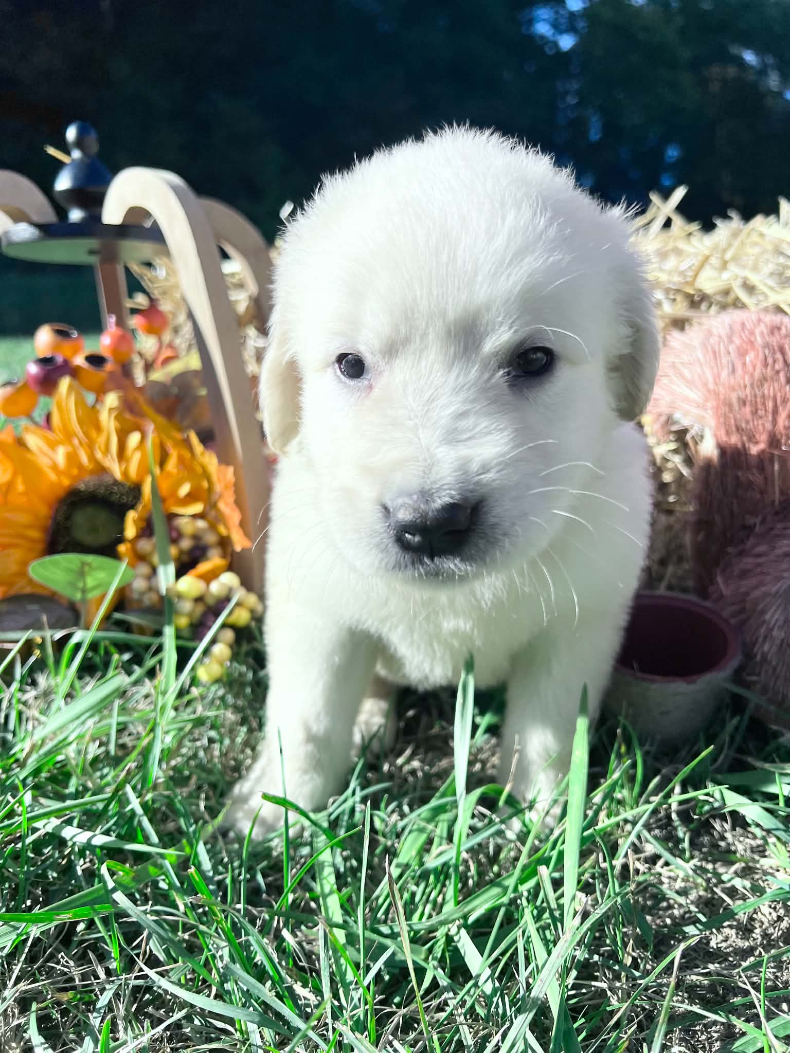 A purebred Russian Golden Retriever puppy outdoors in natural daylight.