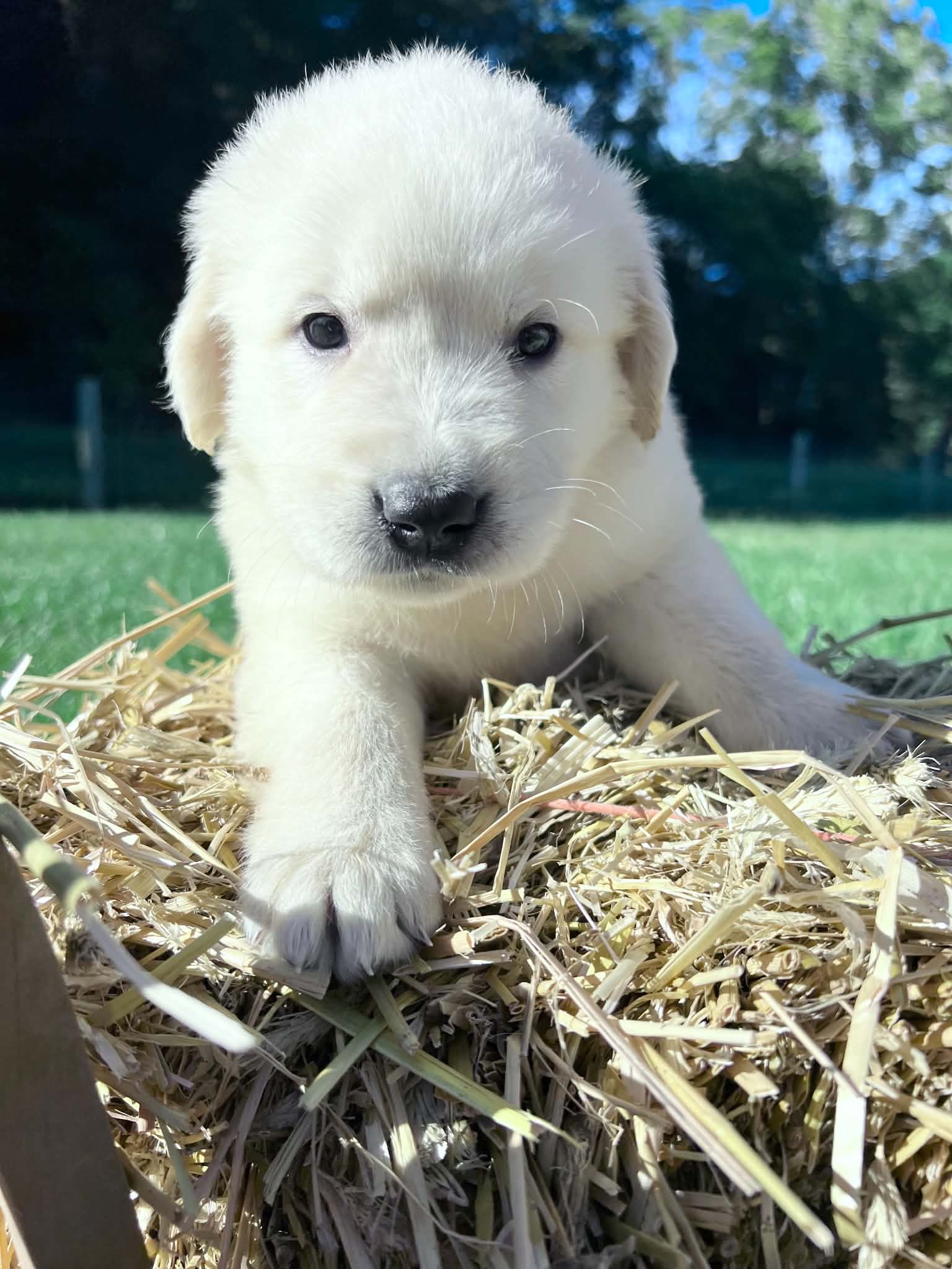 A purebred Russian Golden Retriever puppy outdoors in natural daylight.