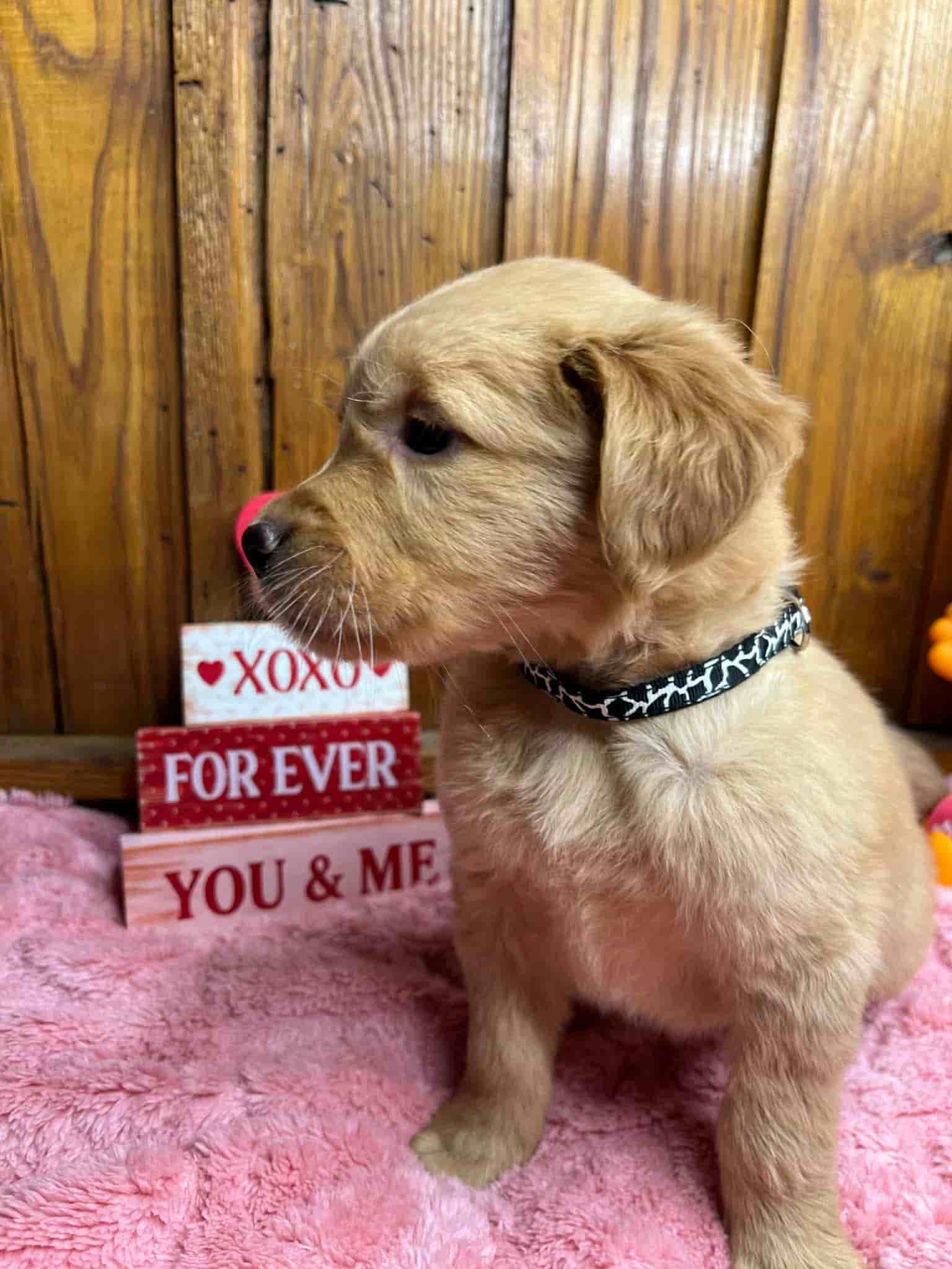 A purebred yellow Labrador Retriever puppy with a pink curtain and red rose flowers around him.